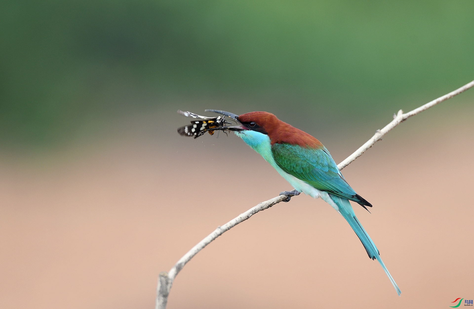 DSC_6229.jpg