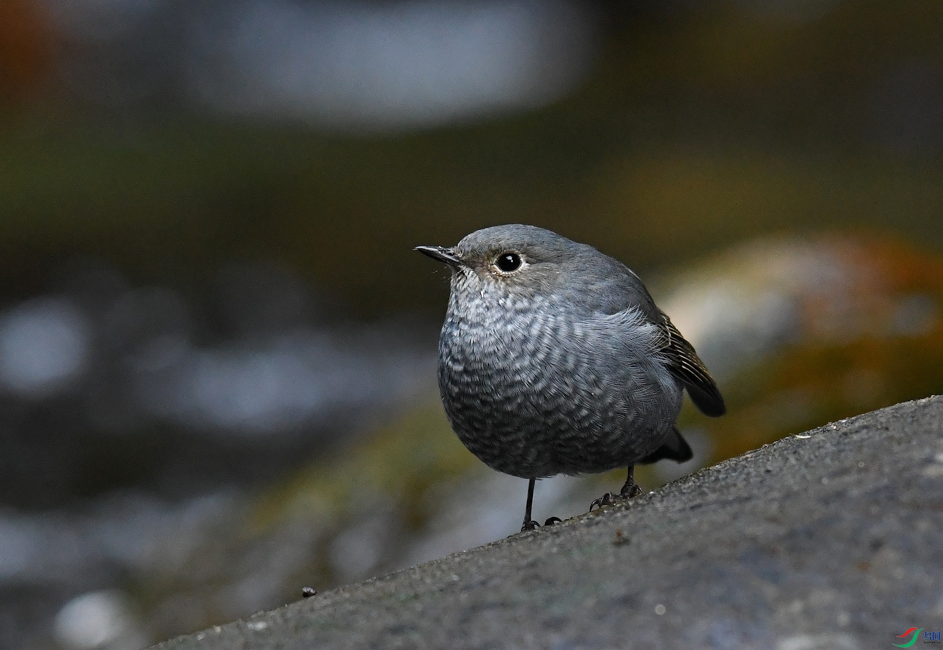 DSC_4087.jpg