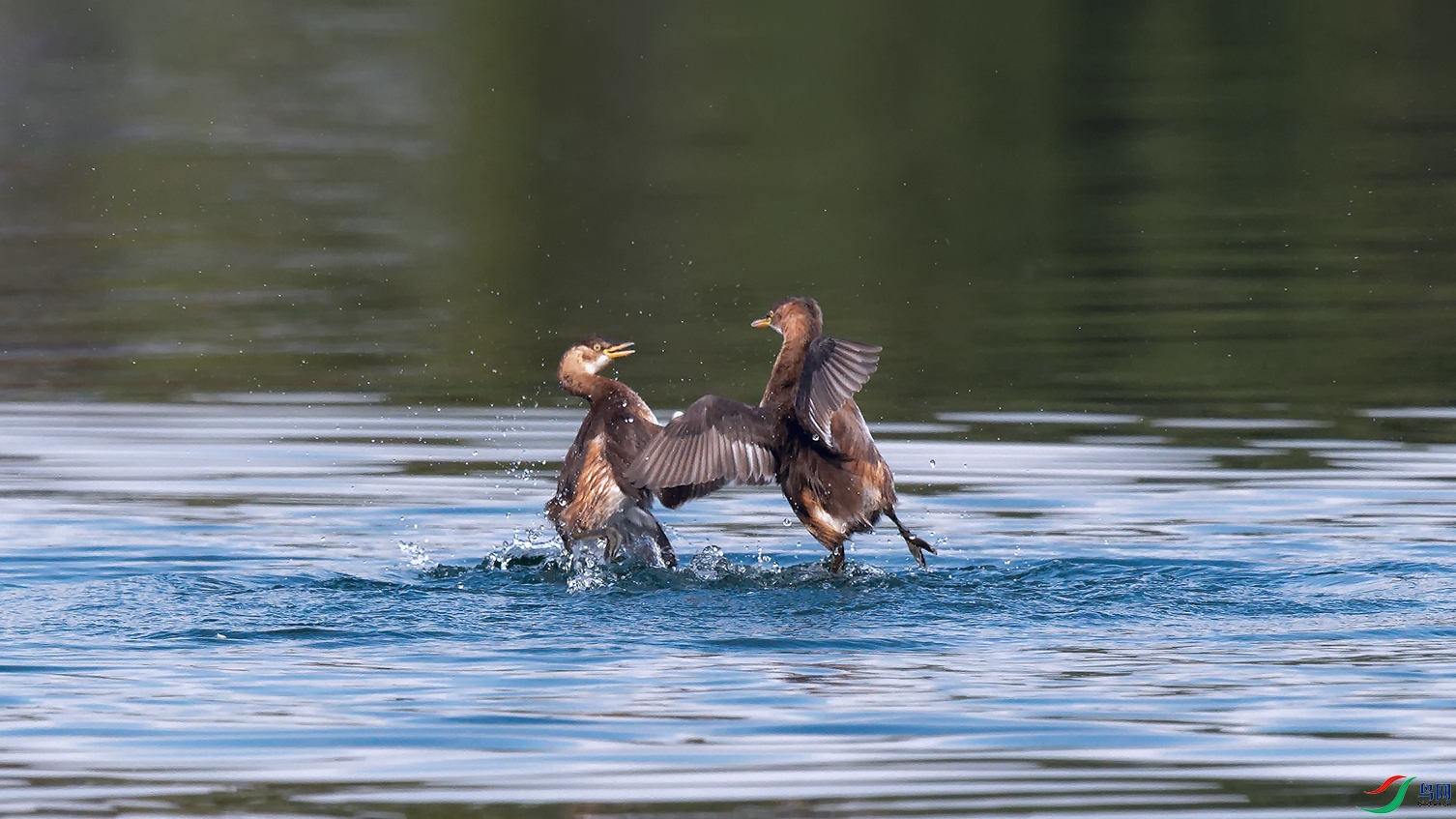 DSC_2278_DxOa.jpg