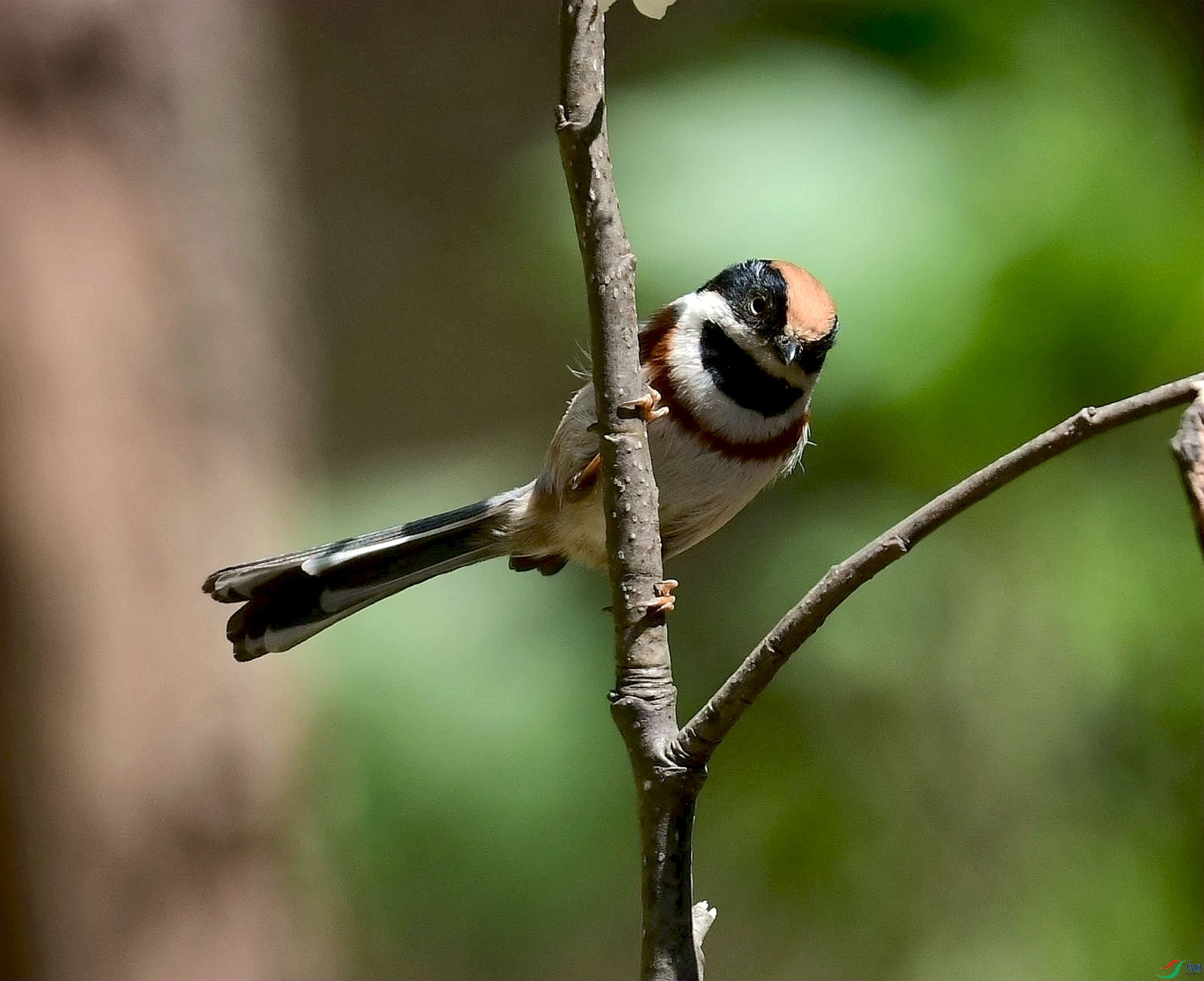 DSC_8332_����.jpg