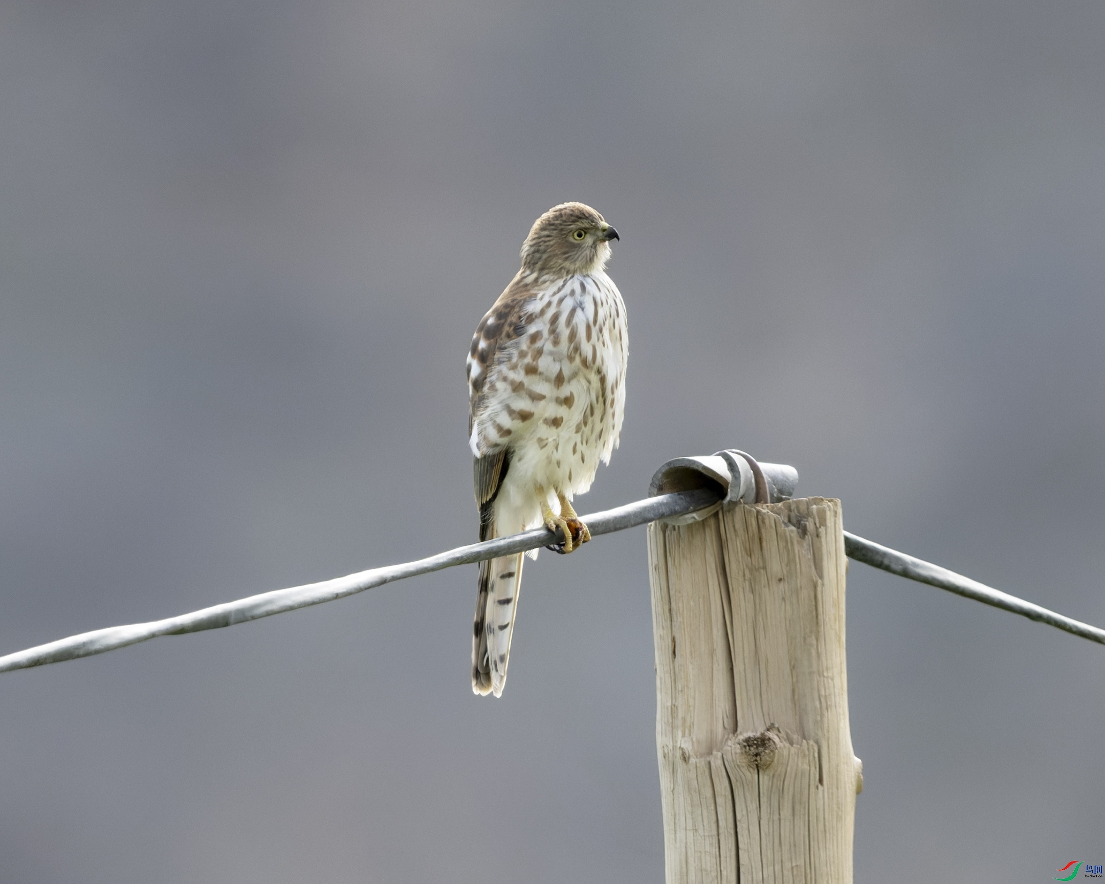 �ֶ��� Shikra_DSC5291.jpg