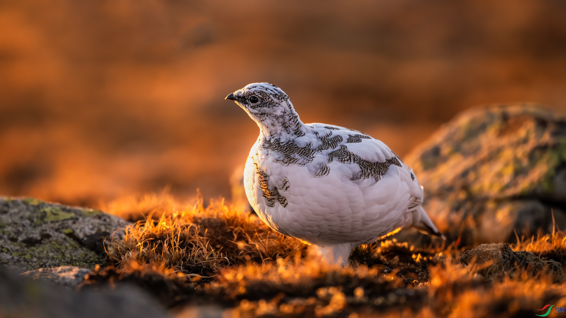 DSC_9314-1-����ǿ-NR.jpg
