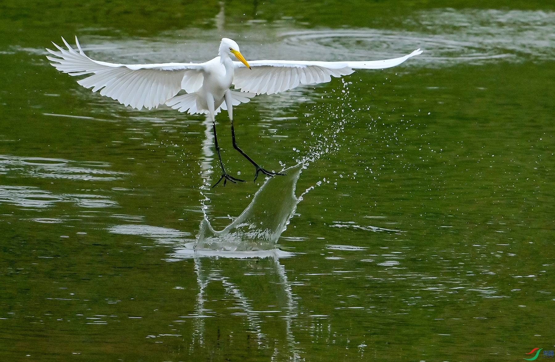 DSC_4532̤��.jpg
