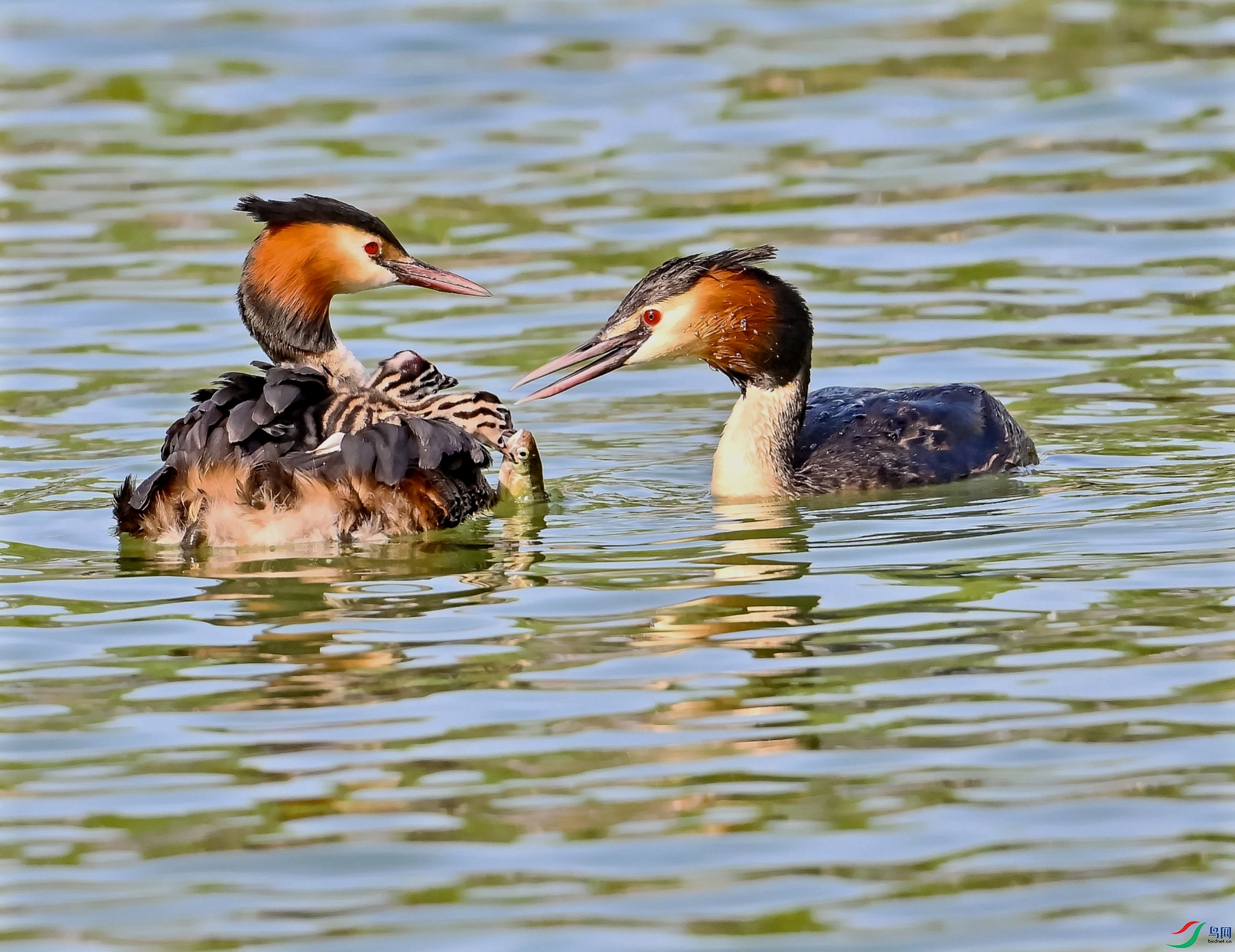 DSC_2450---_conew1.jpg