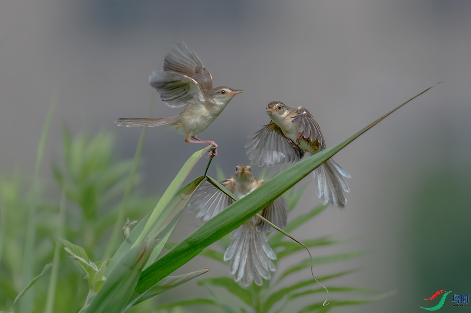 DSC_2260AB.jpg