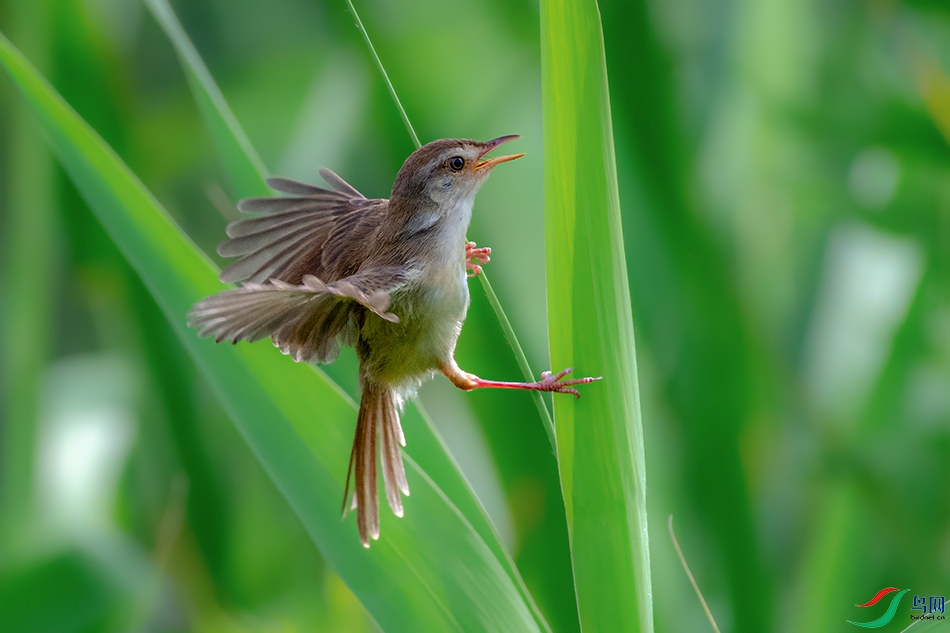 DSC_2460AB.jpg