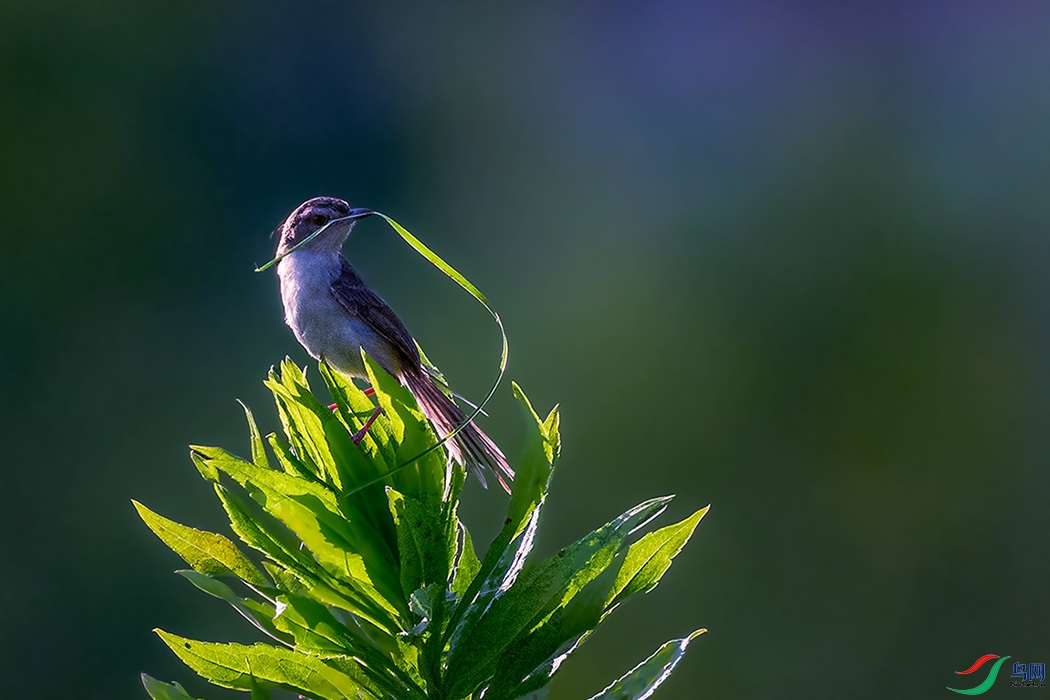DSC_2968ABC.jpg