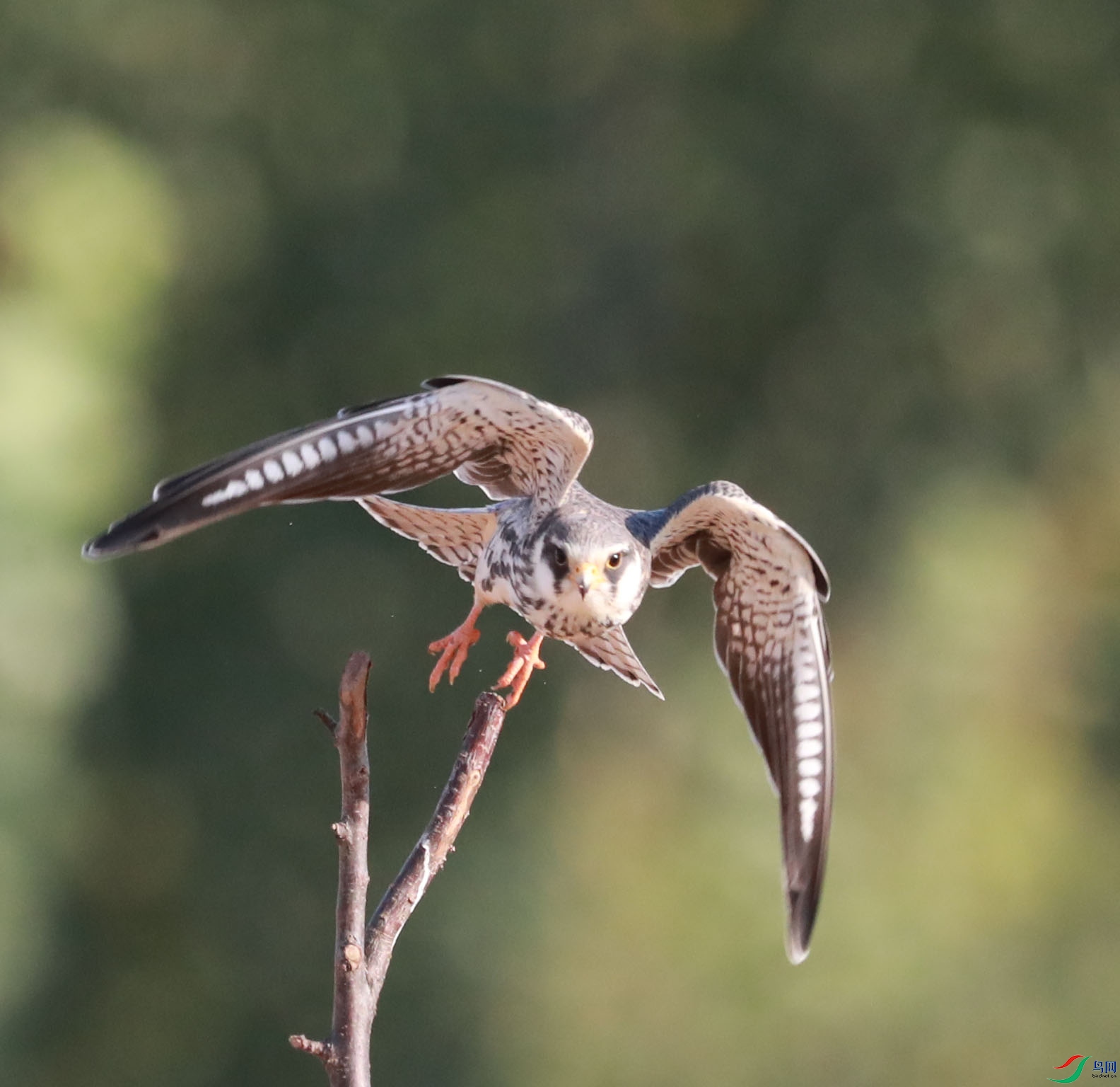 AX5I5425.JPG