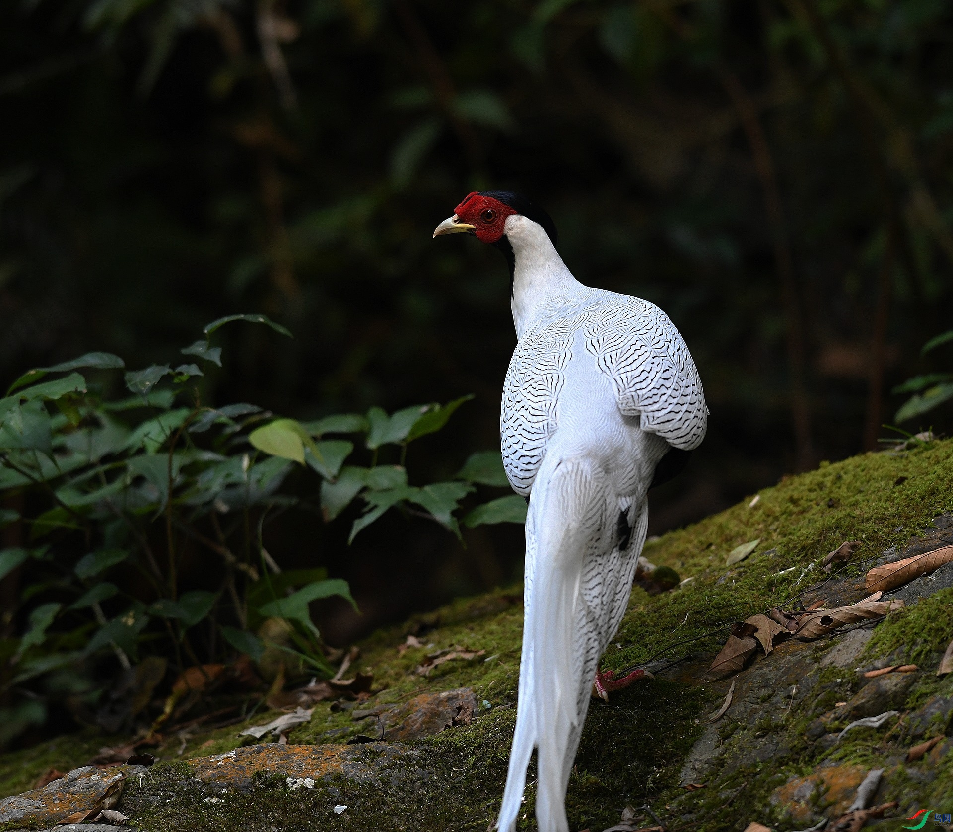 DSC_1717.jpg