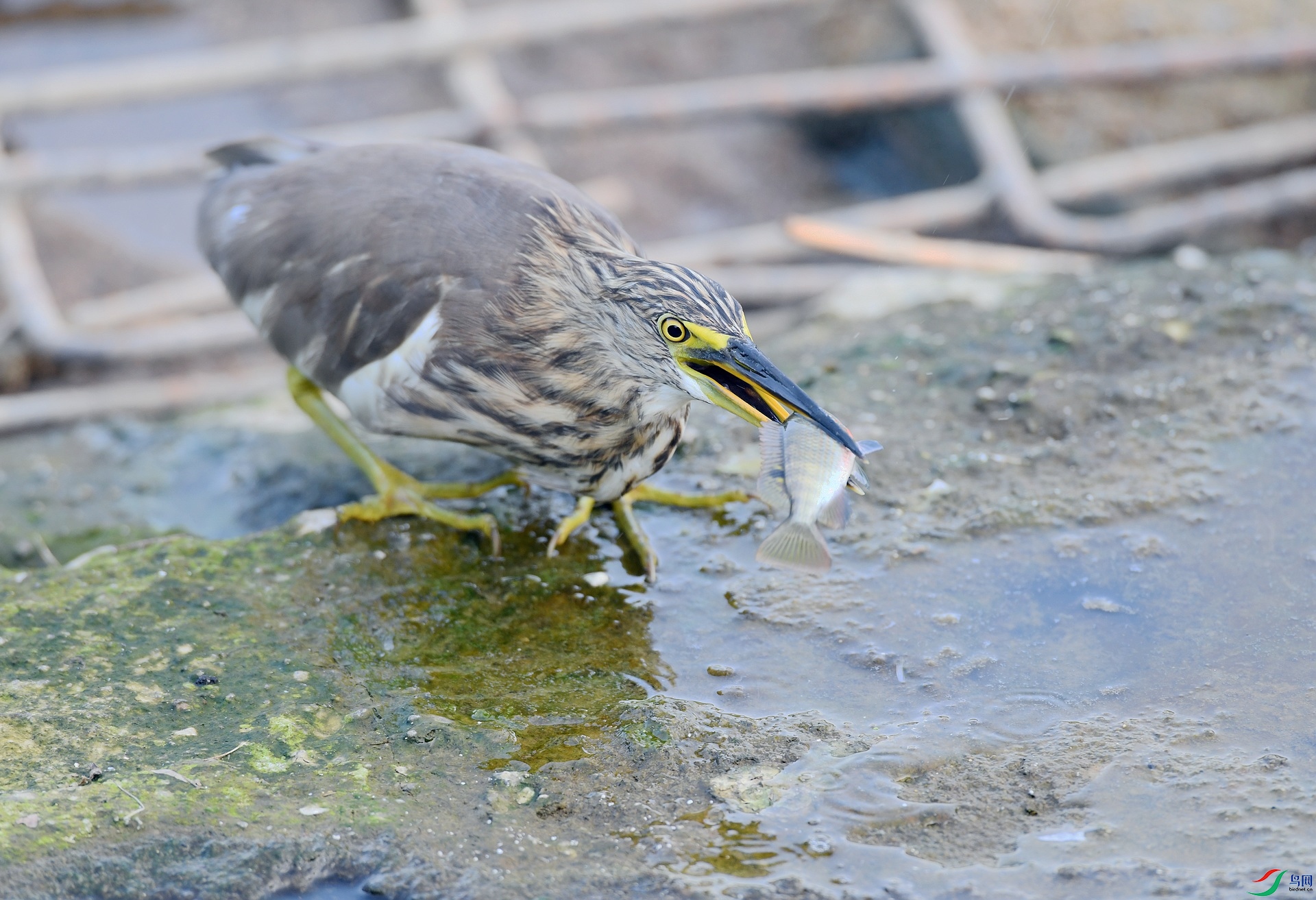DSC_0775.jpg