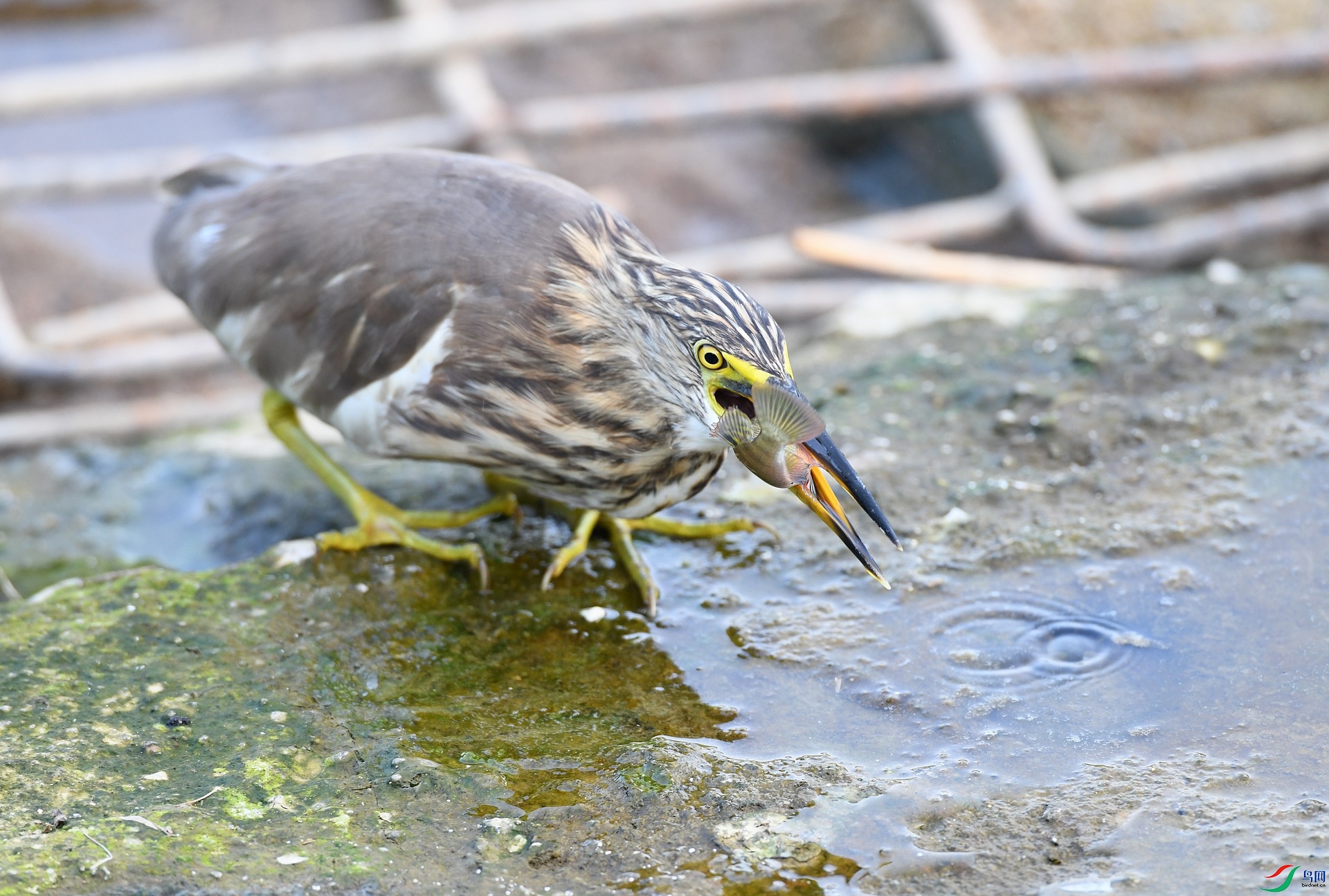 DSC_0781.jpg