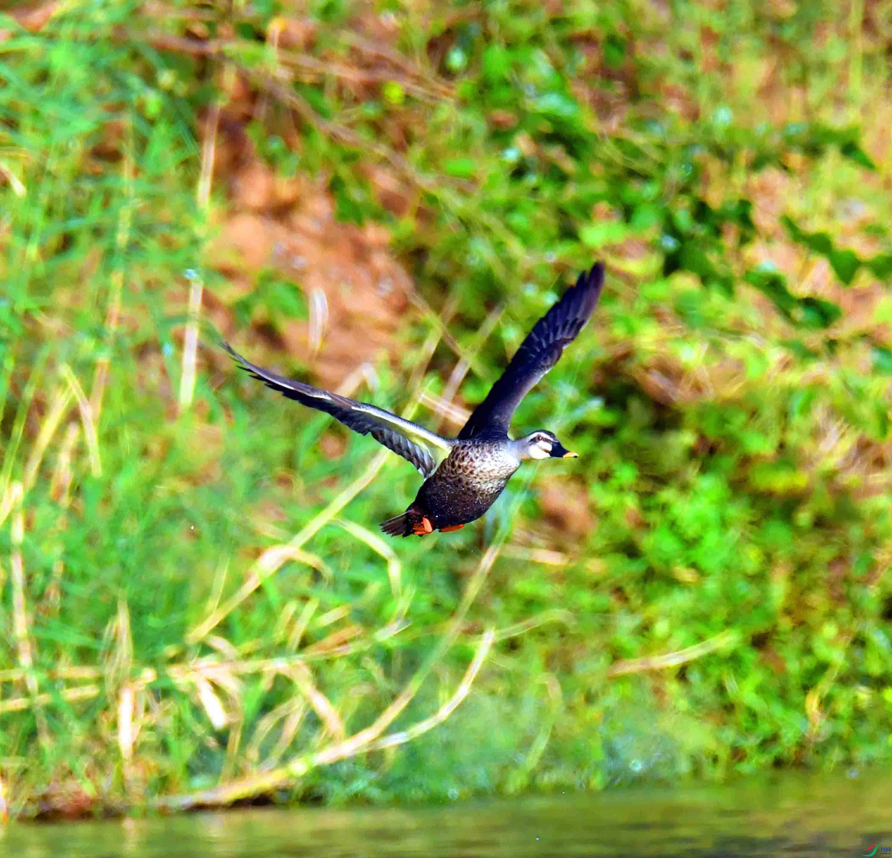 DSC_0866.JPG