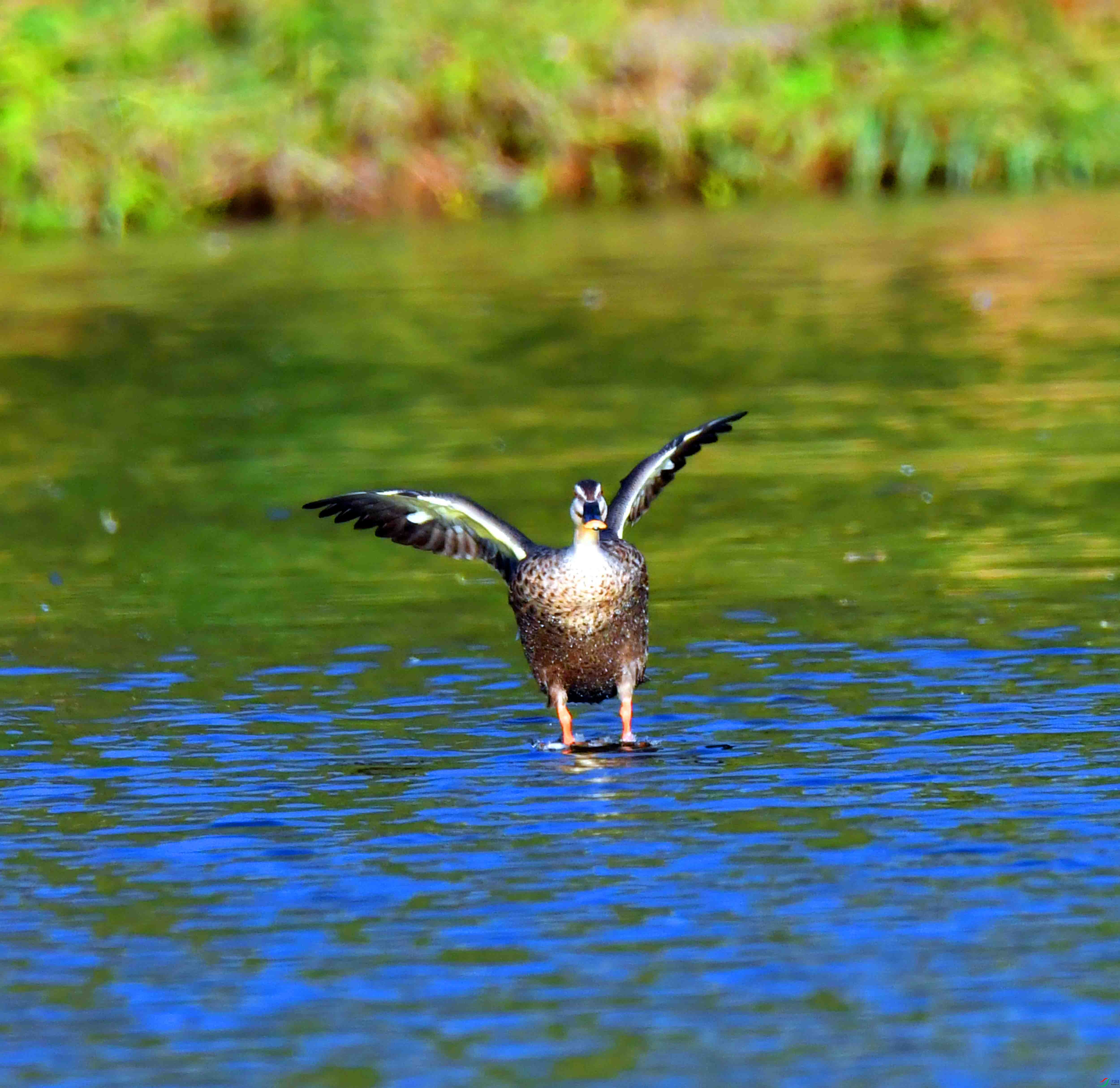 DSC_0876.JPG