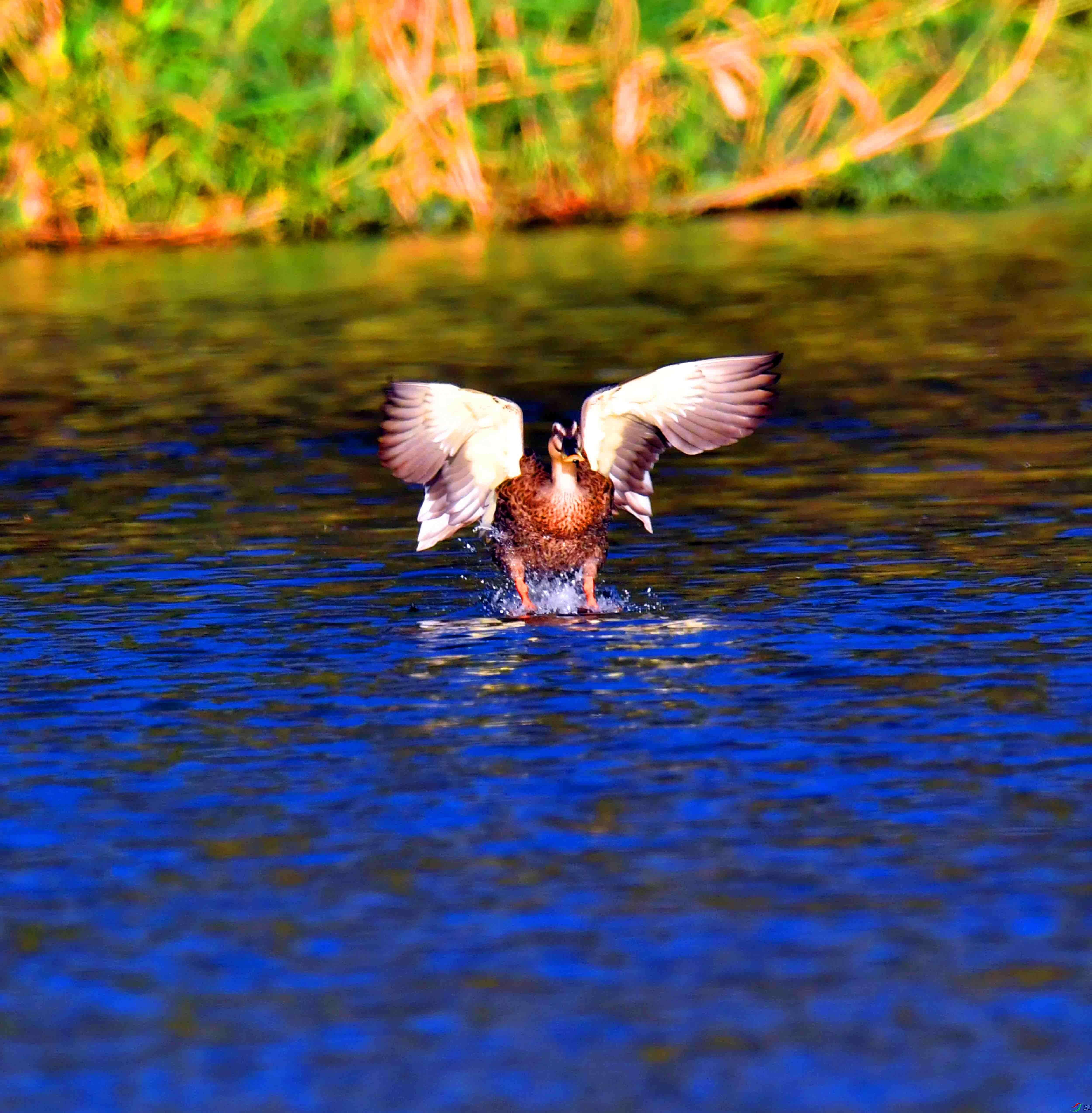 DSC_0879.JPG