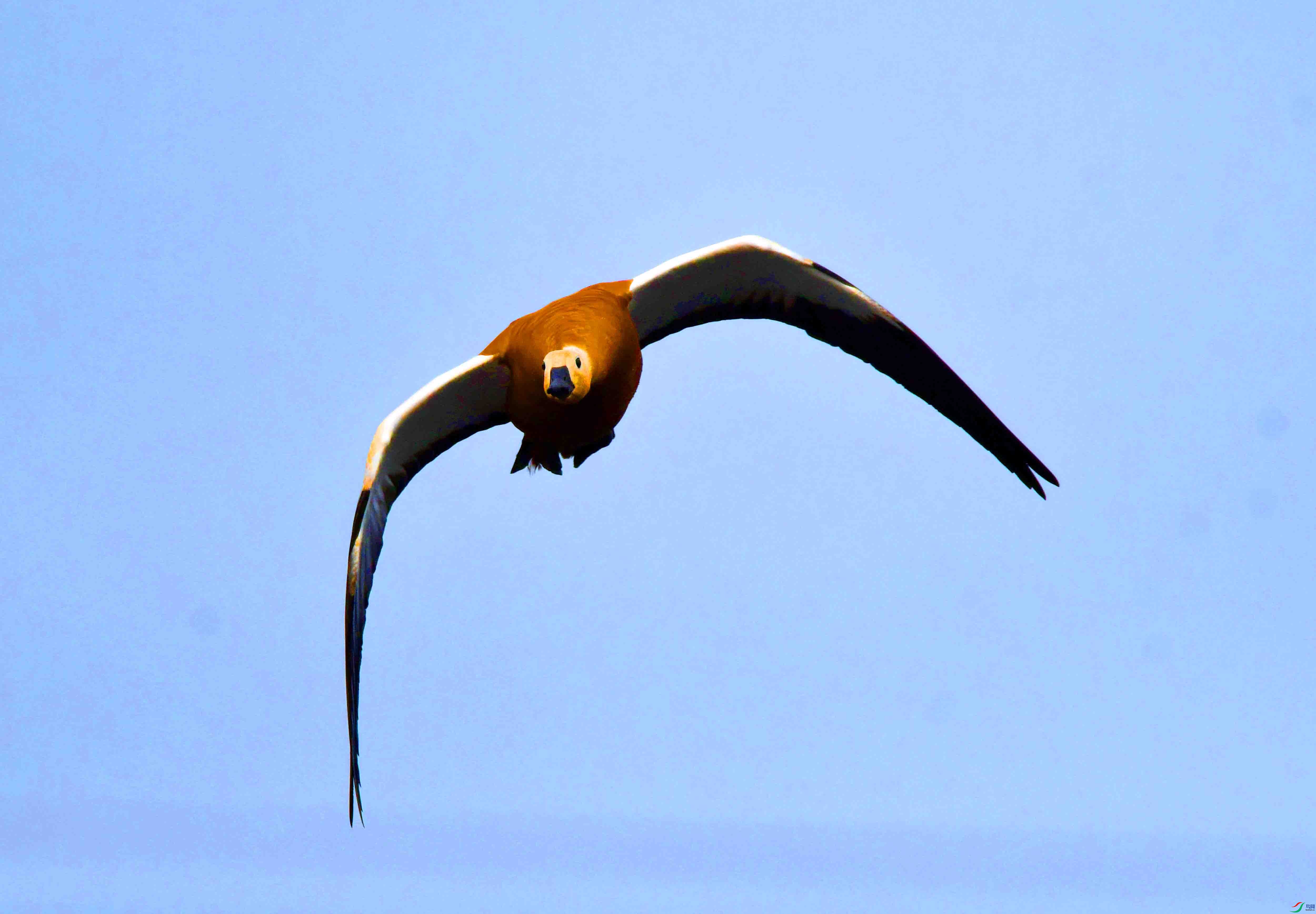 DSC_9693.JPG