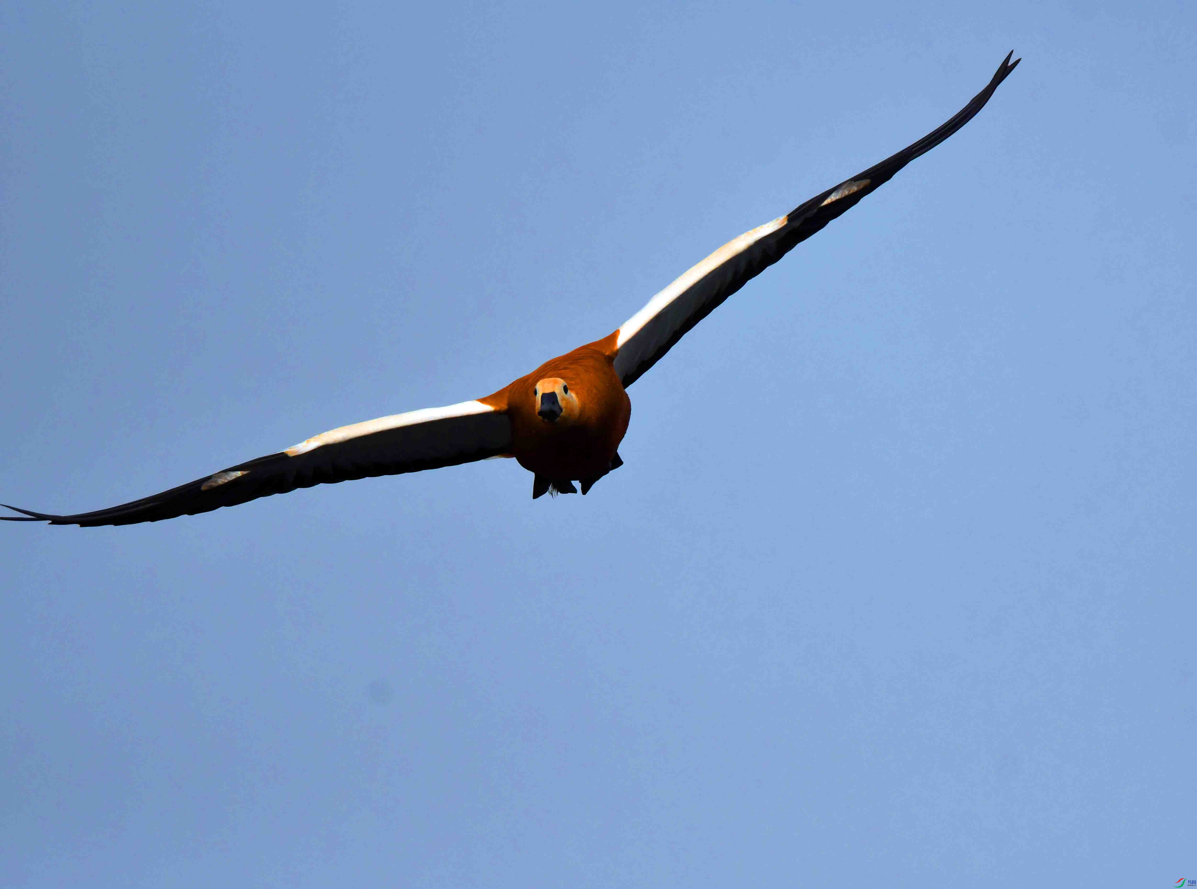 DSC_9694.JPG