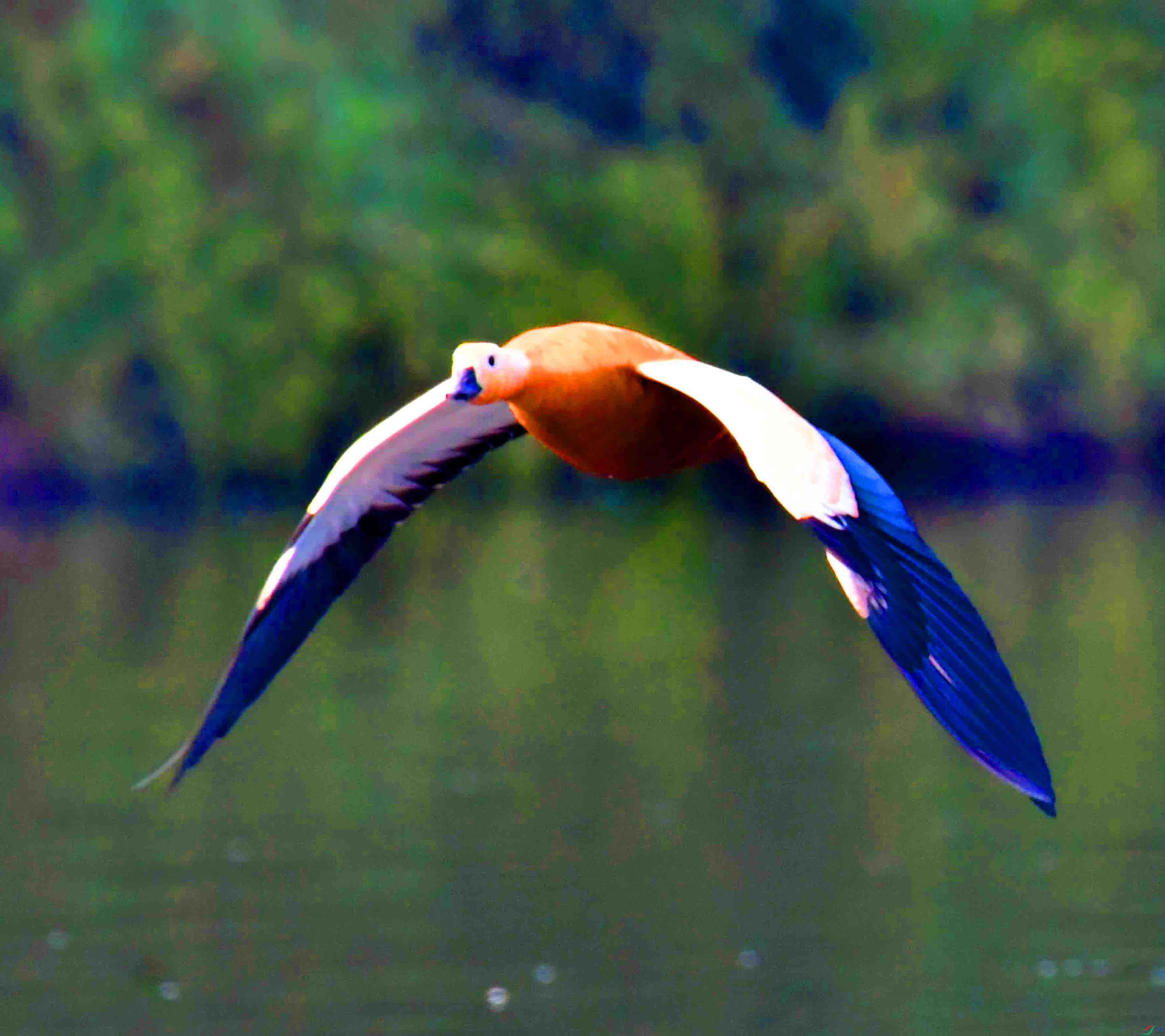DSC_9878.JPG