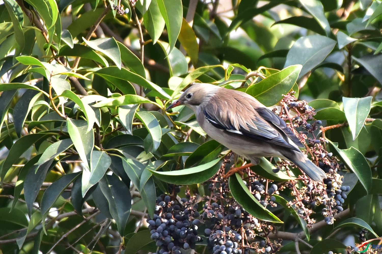 DSC_9821.JPG
