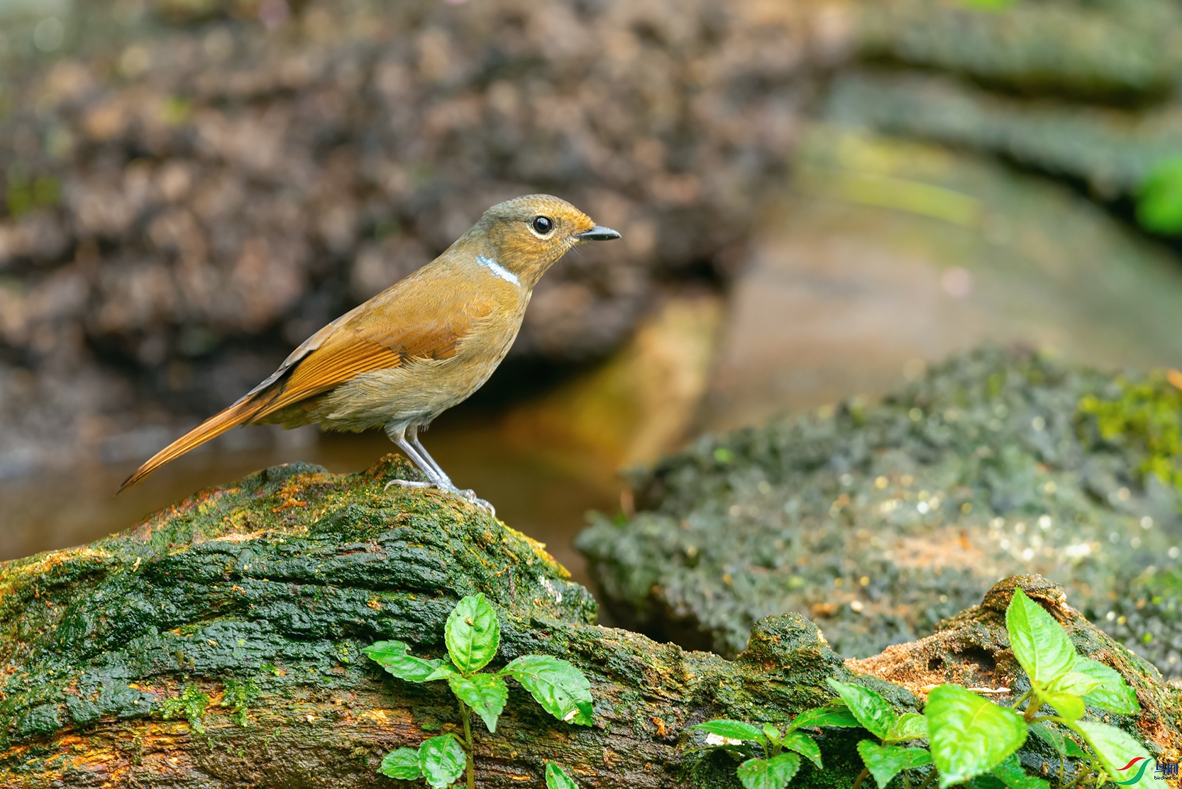 DSC_5036_DxOa.jpg