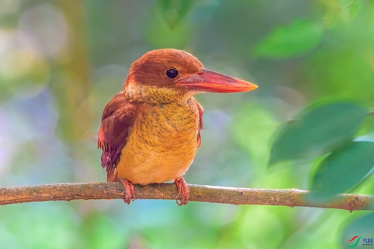 DSC_7677b.jpg