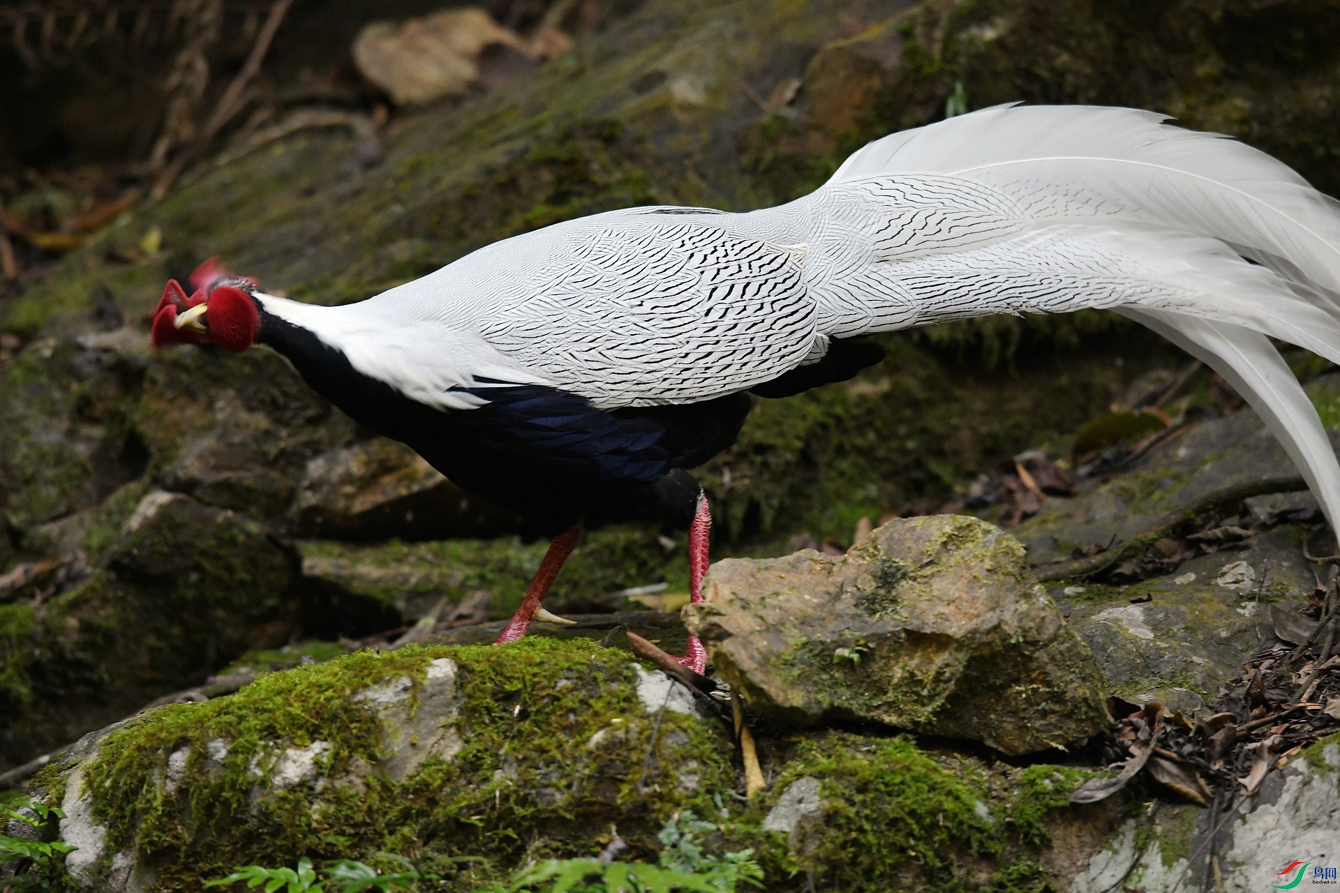 DSC_3767.jpg