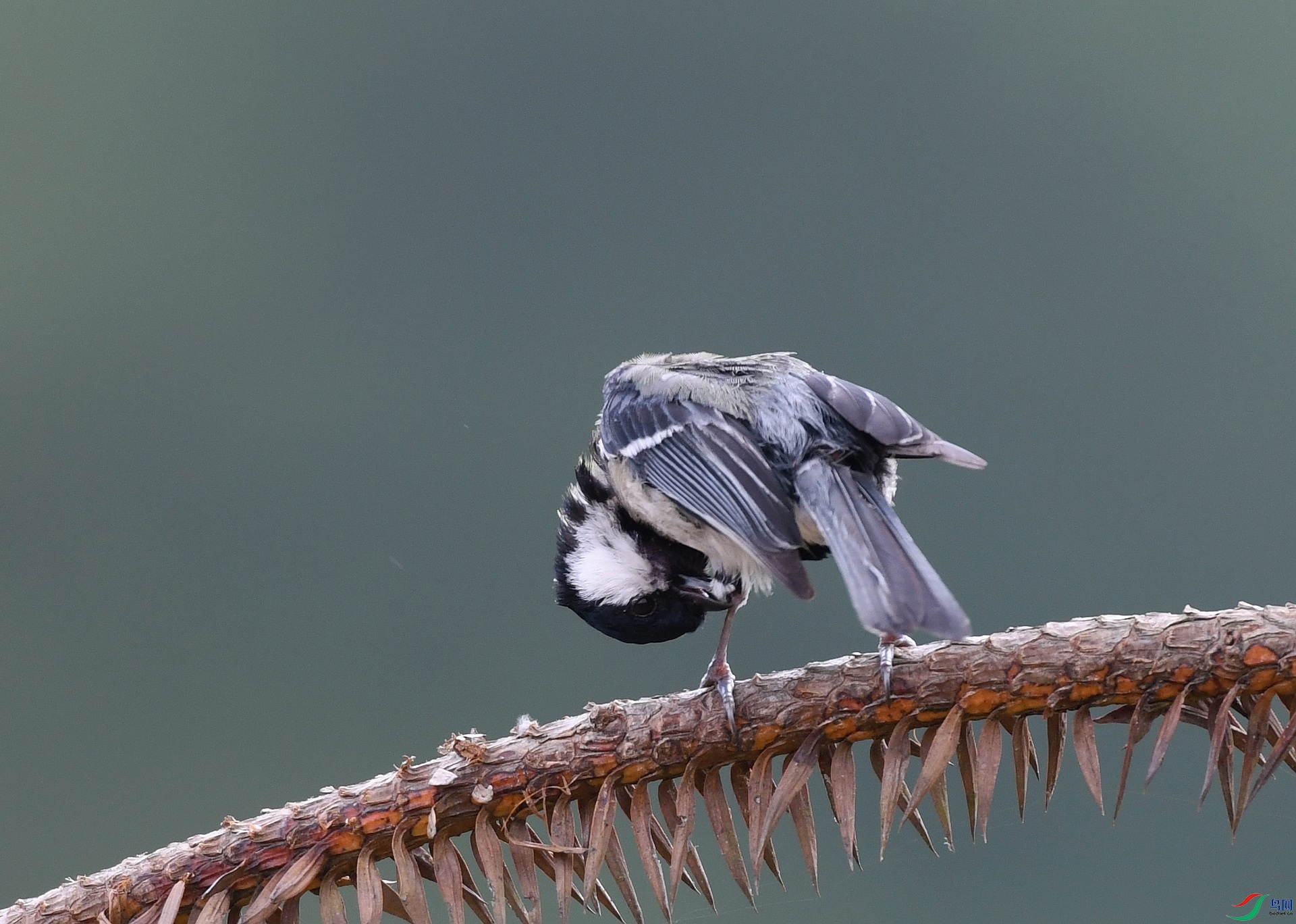 DSC_3388.jpg