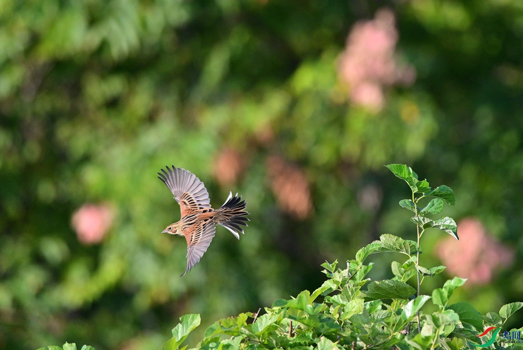 DSC_5432_����1.JPG