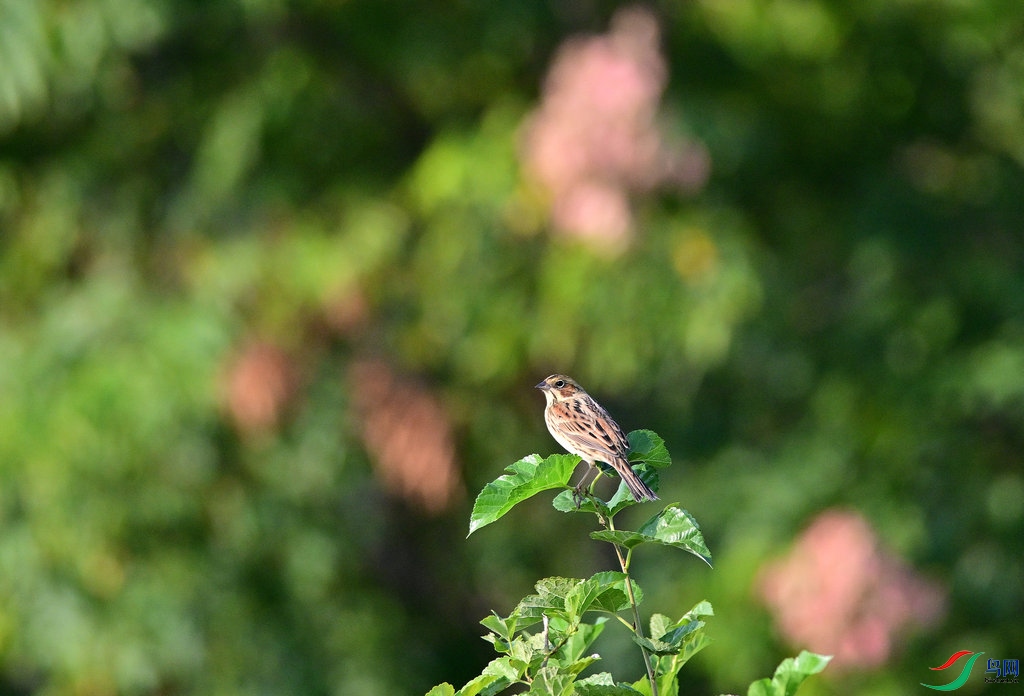 DSC_5428_����.JPG