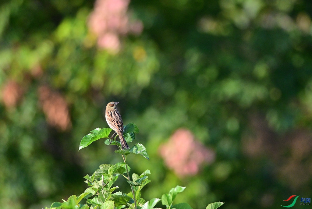 DSC_5296_����.JPG