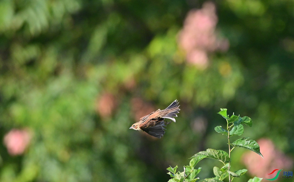 DSC_5431_����.JPG