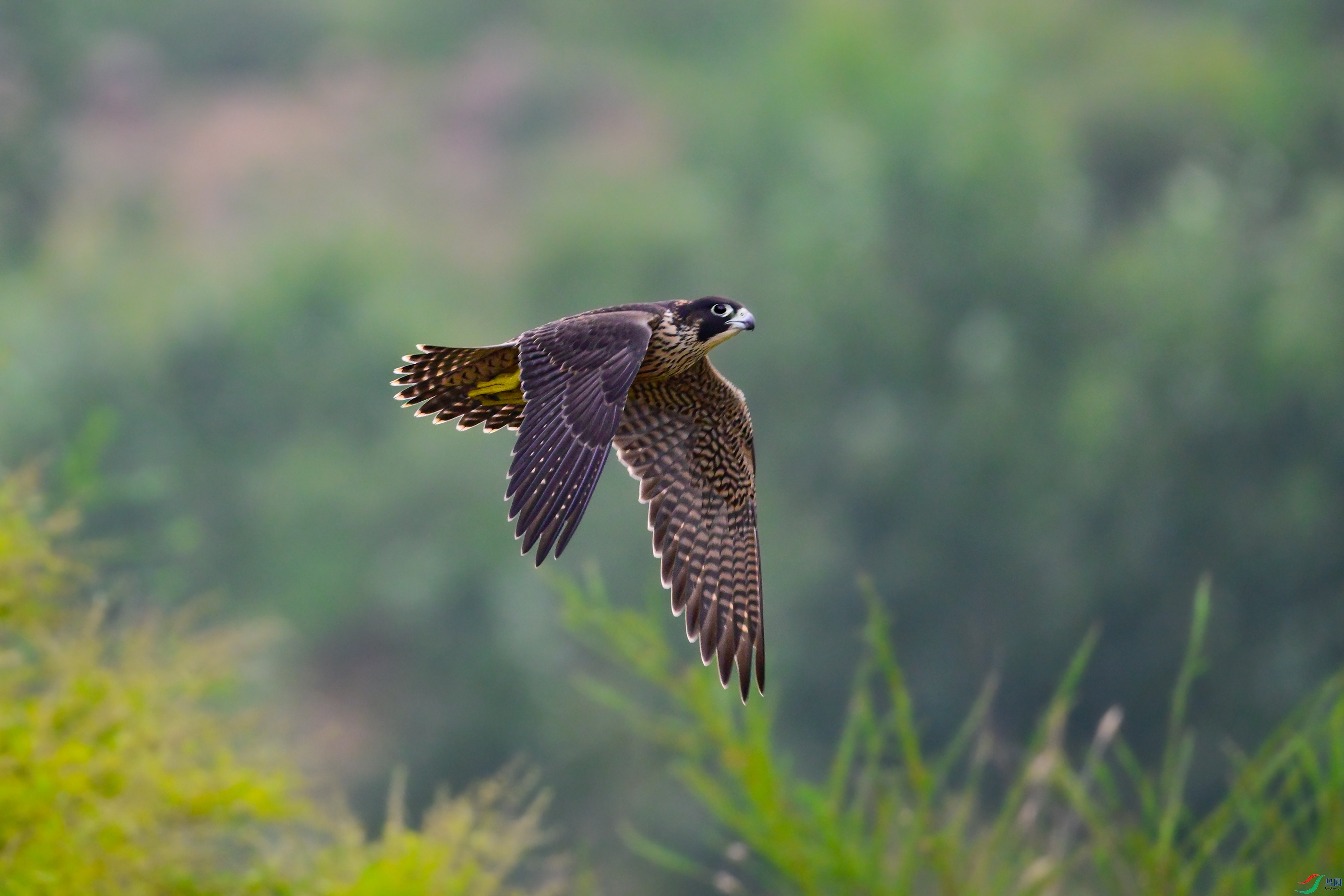 _DSC9315x.jpg