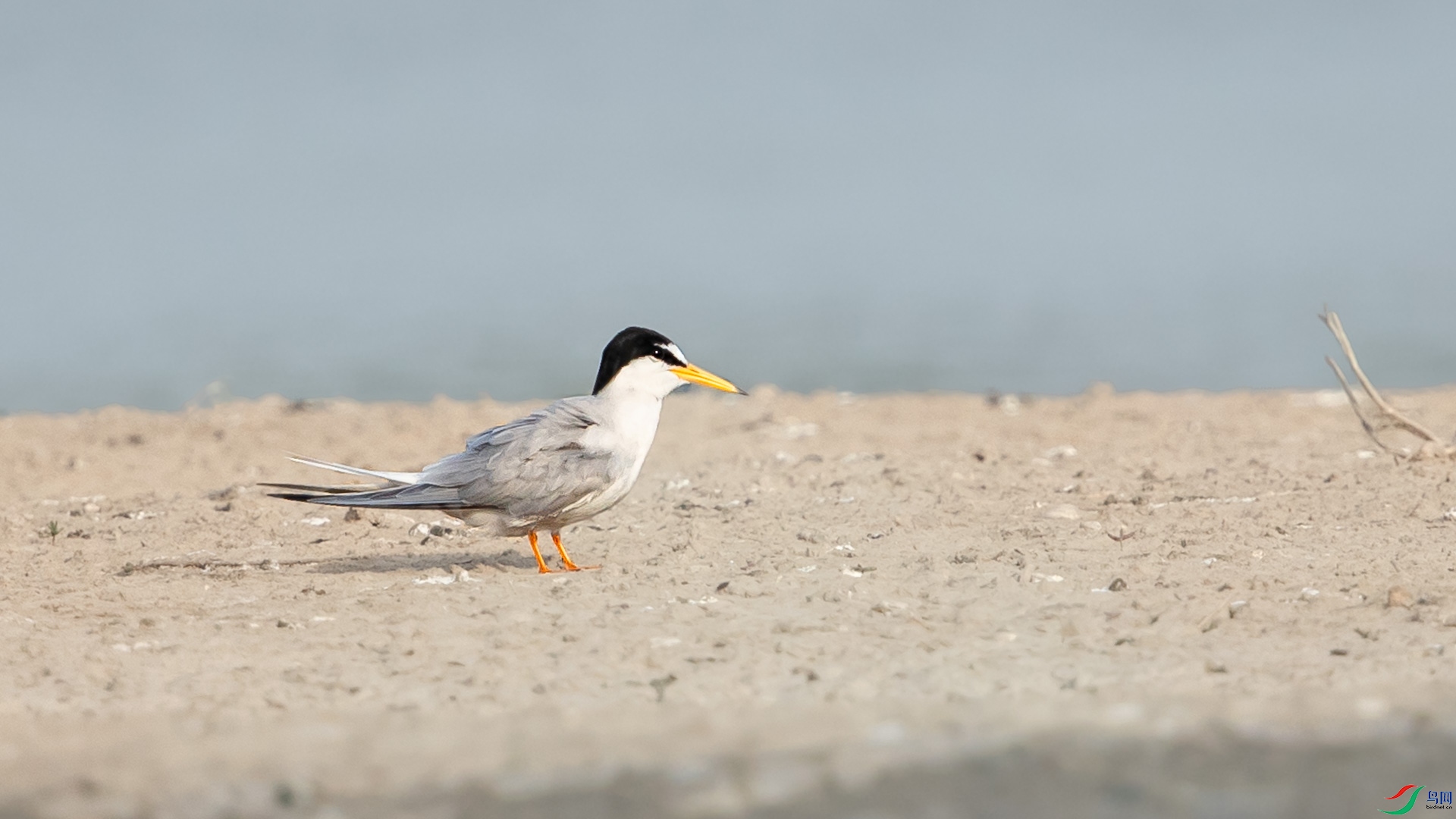 AM3I0453.JPG