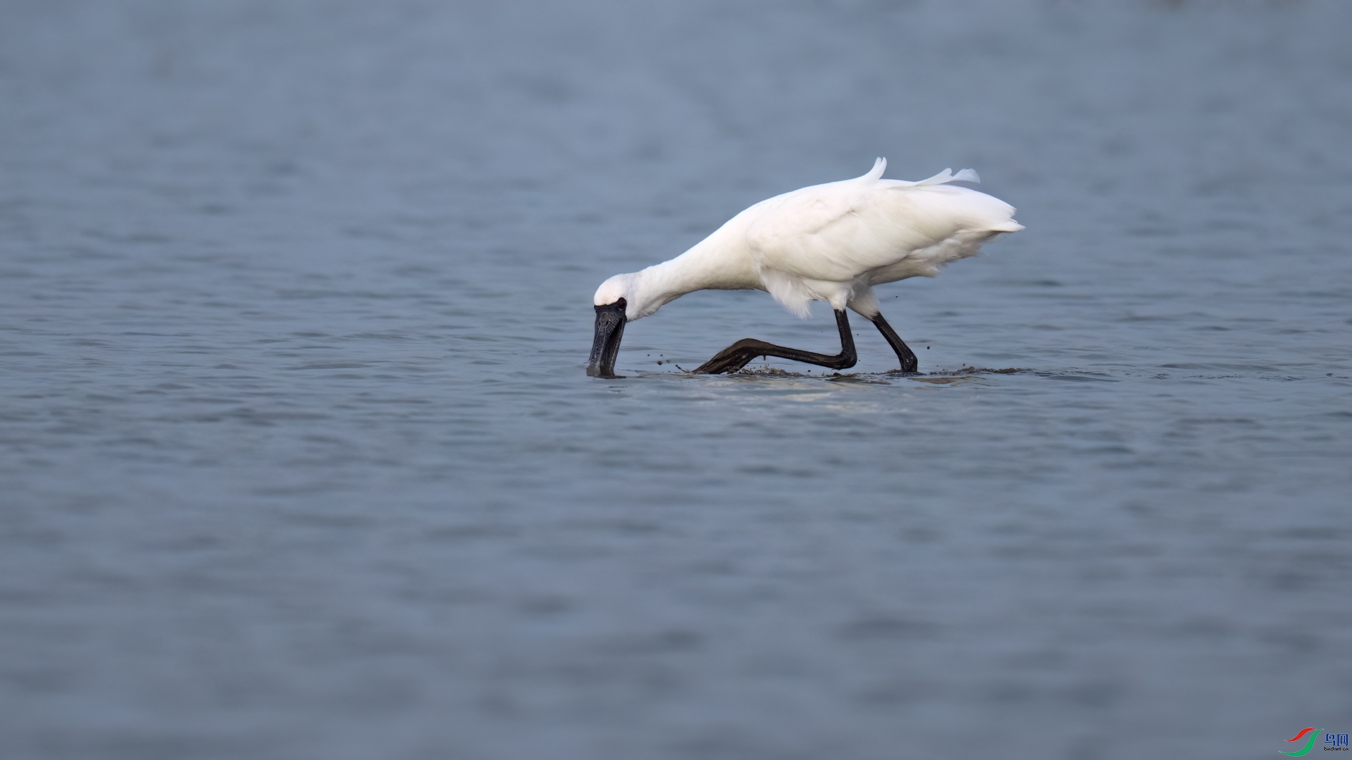 DSC_4861sen2026-2-8-34-�༭.jpg