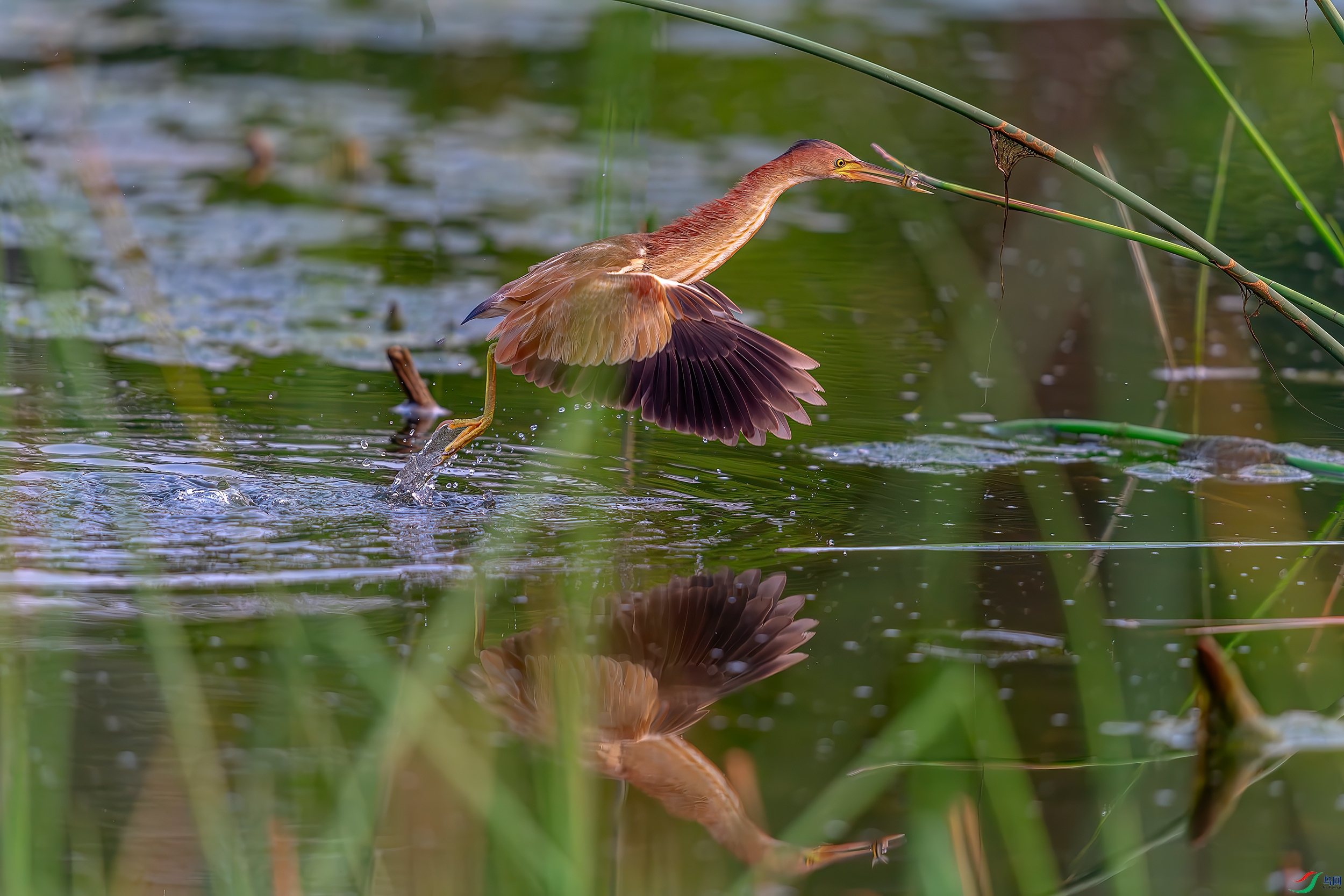DSC_8674-AB.jpg