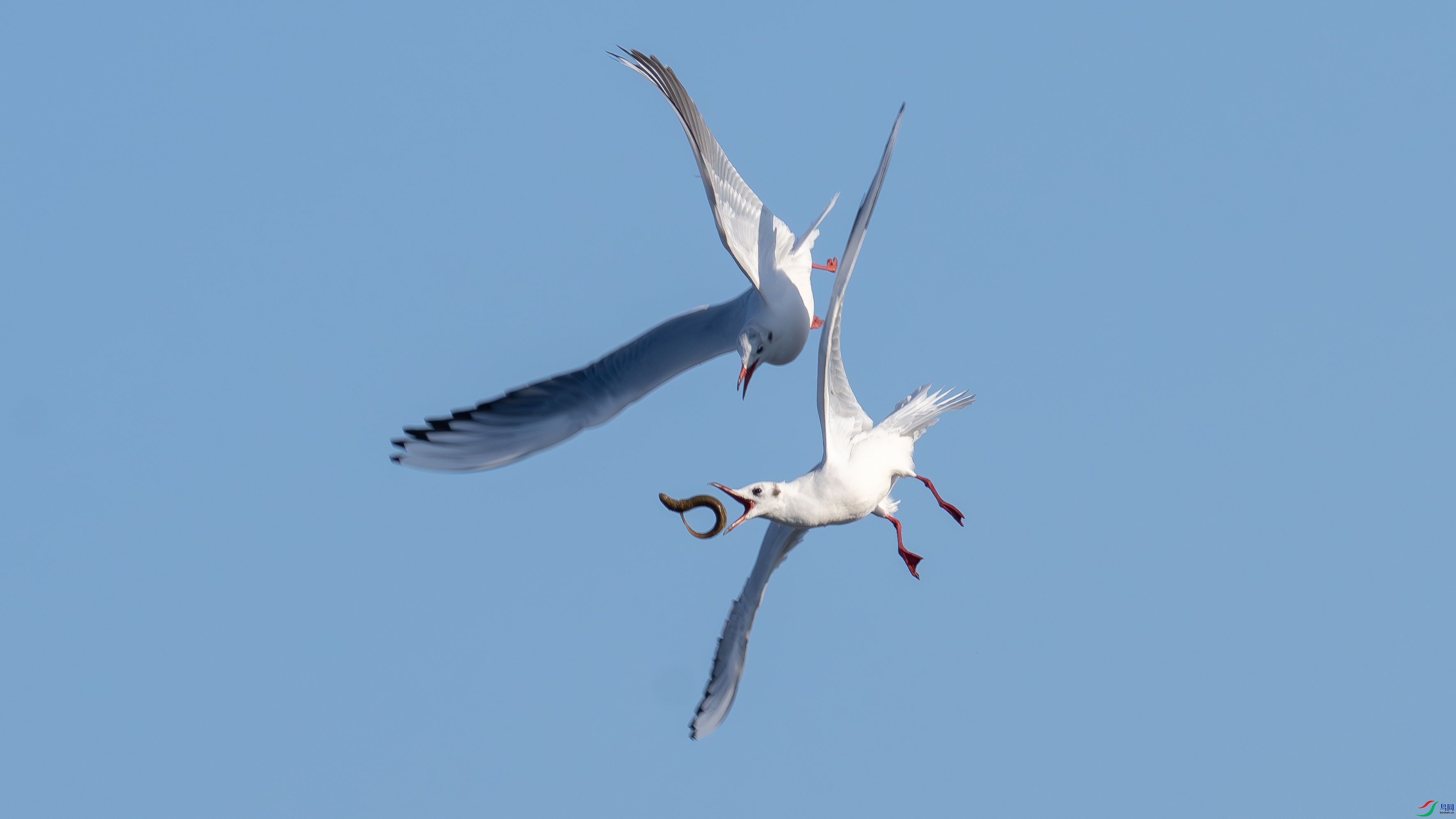 DSC05621-��ն�ʳ.jpg