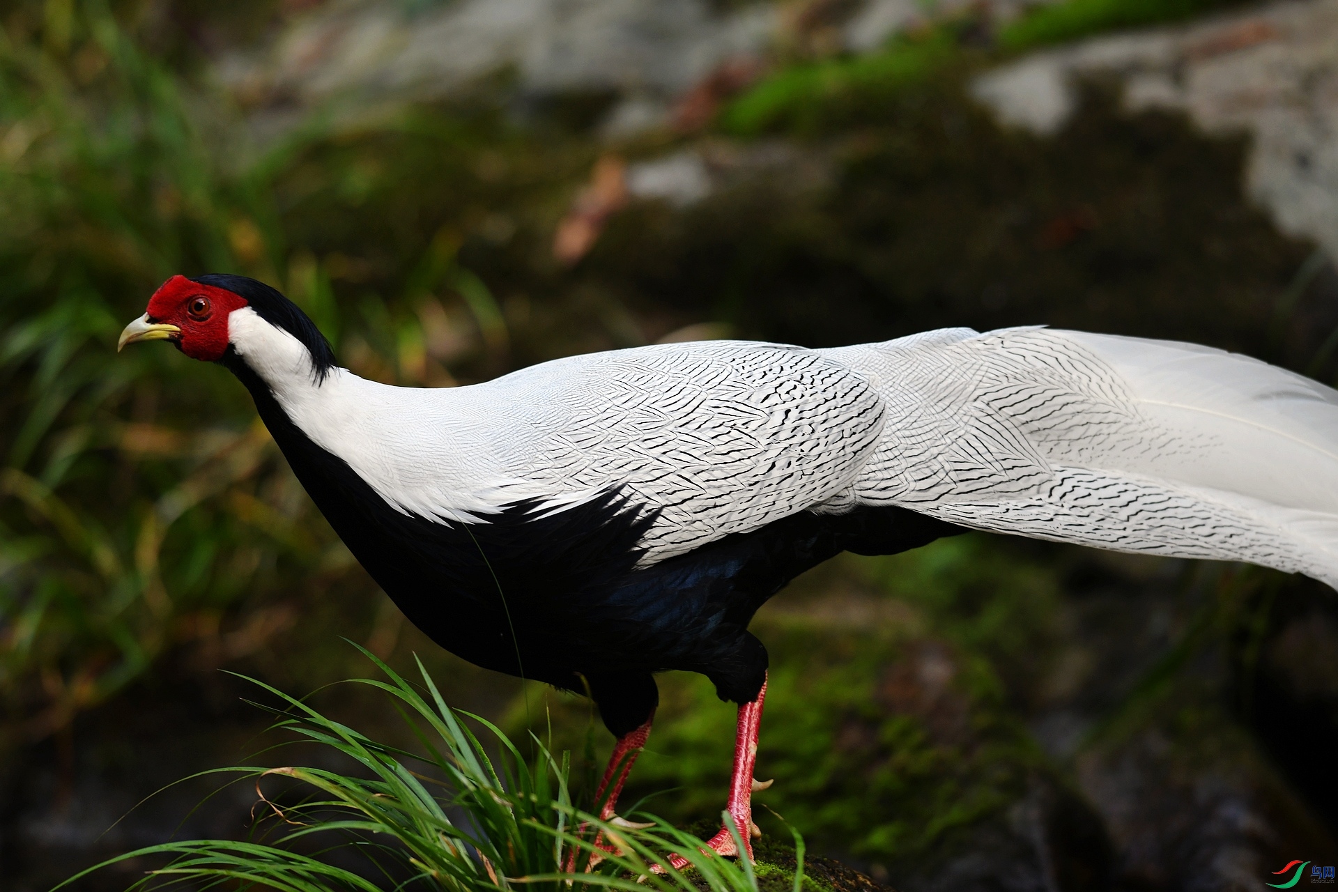 DSC_6255.jpg