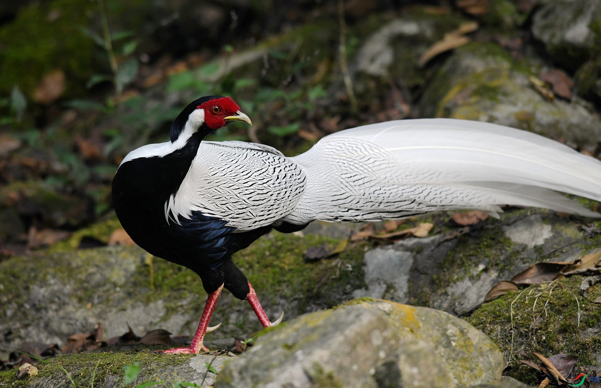 DSC_6080.jpg