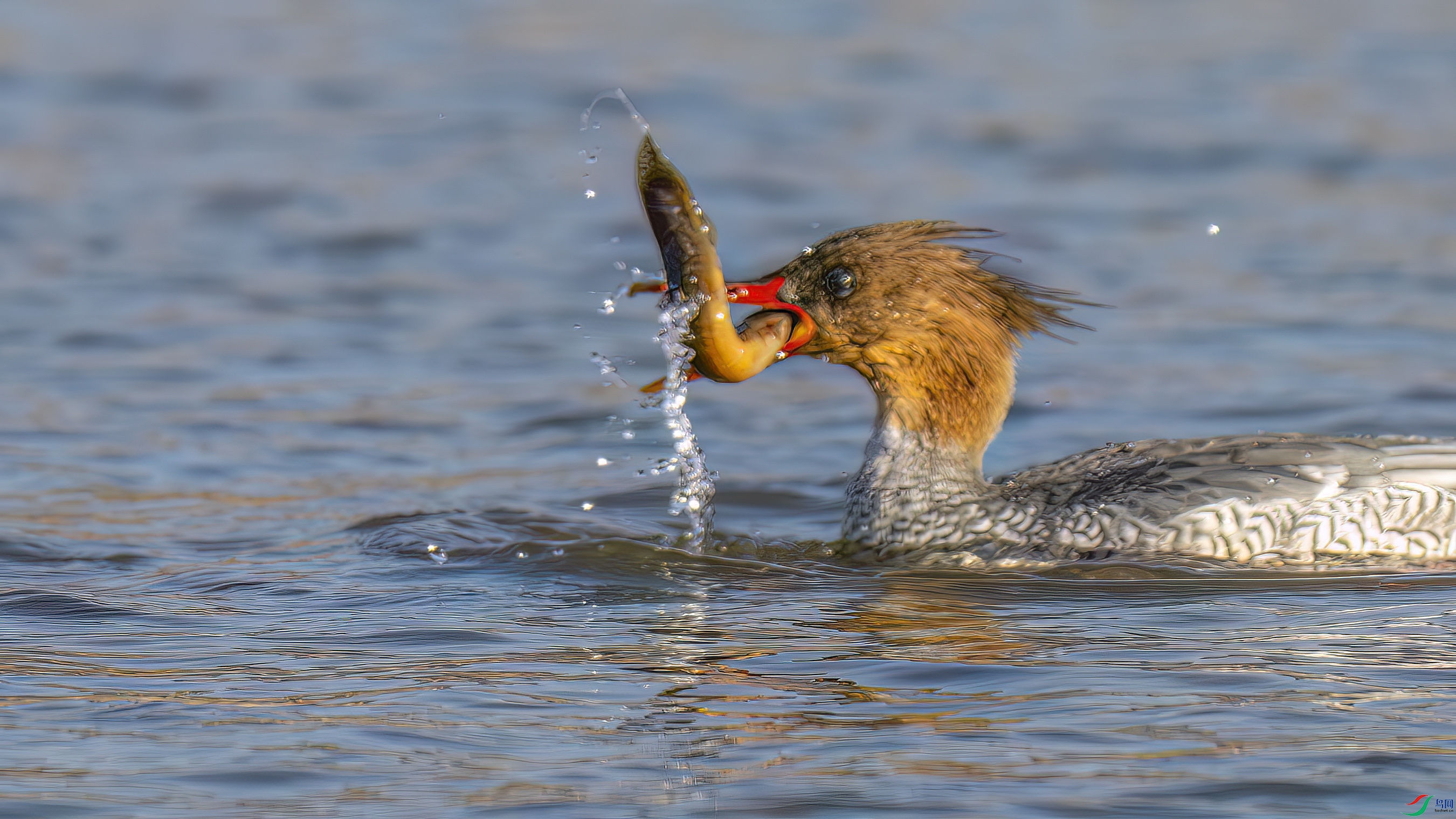DSC_2091.jpg