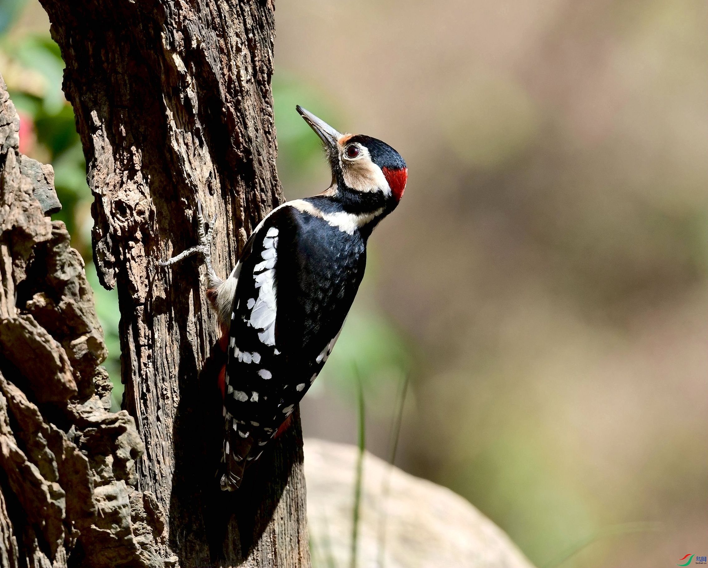 DSC_8471_����.jpg