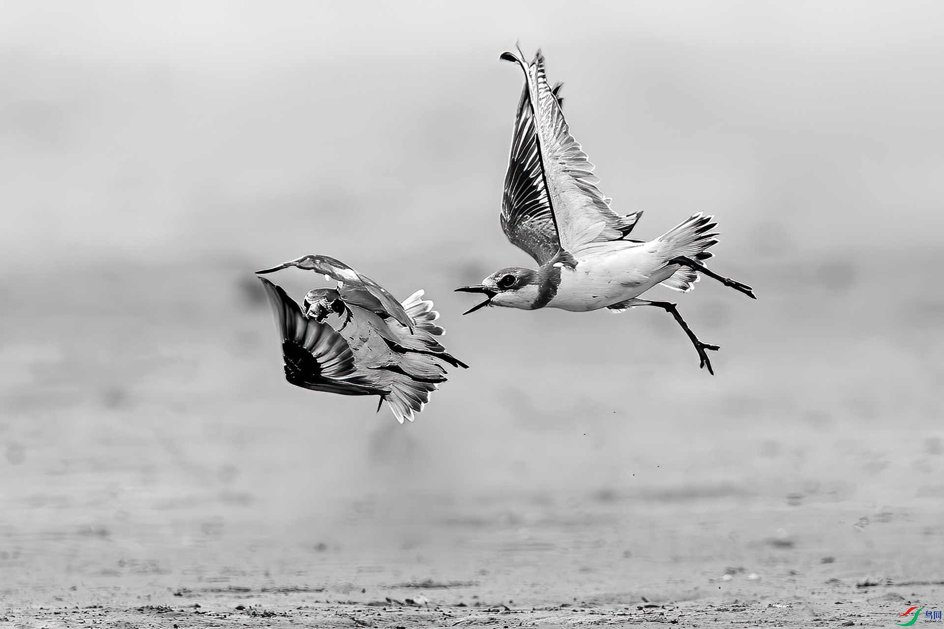0D1A7837-8.jpg
