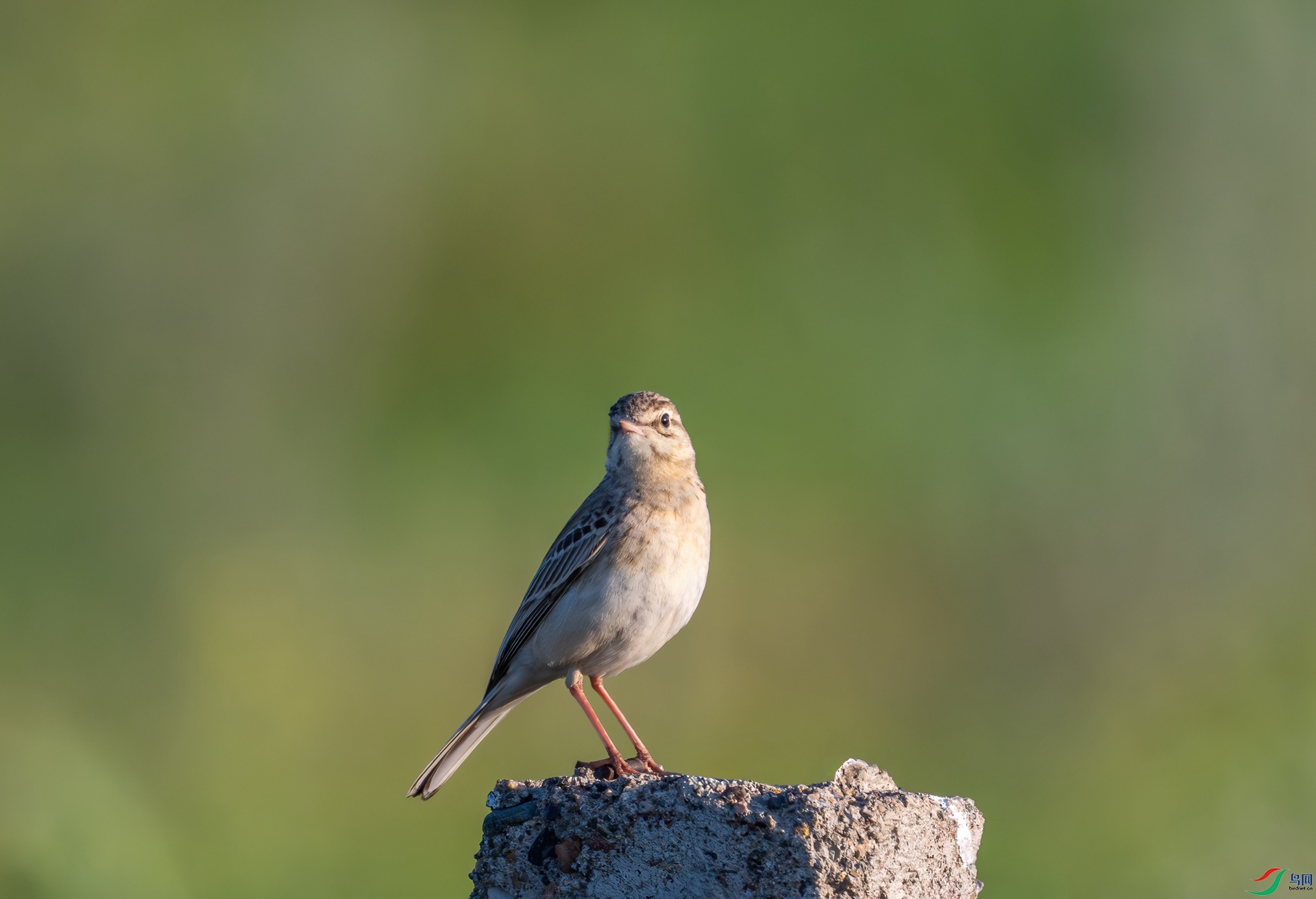 DSC_4394-1.jpg