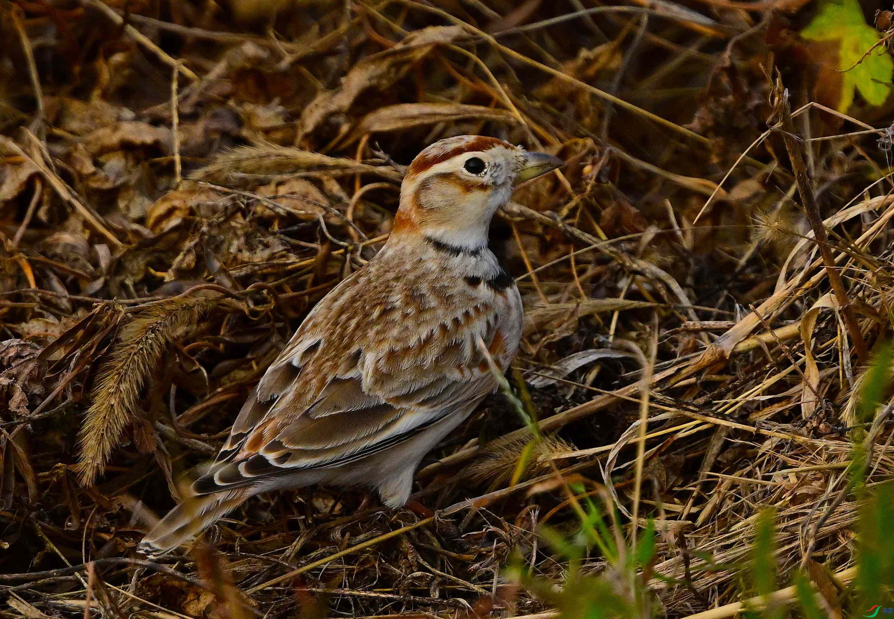 DSC_5458.JPG