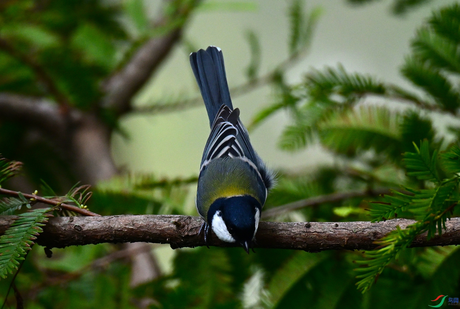 DSC_2986g.jpg