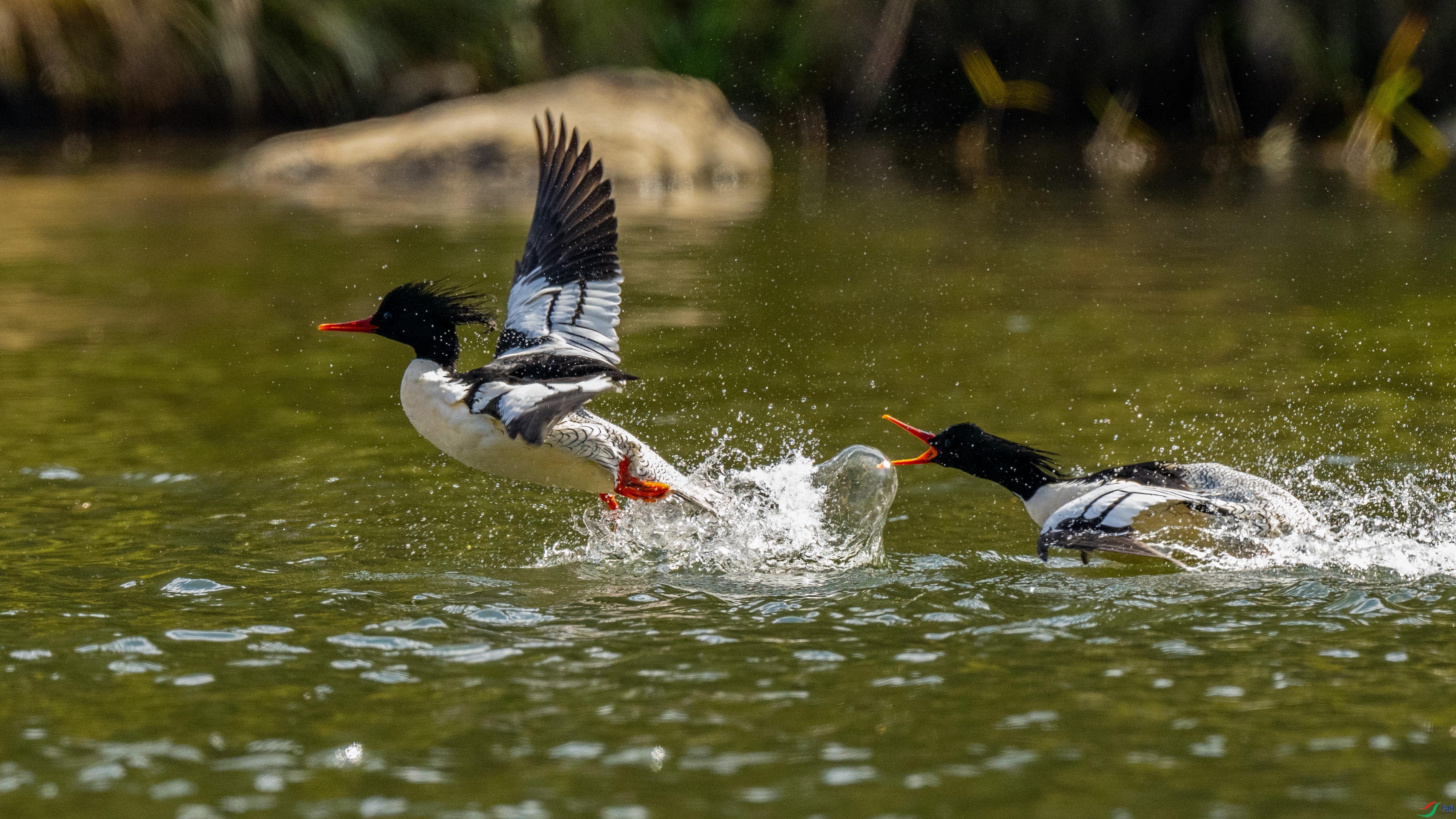 DSC_3862.jpg