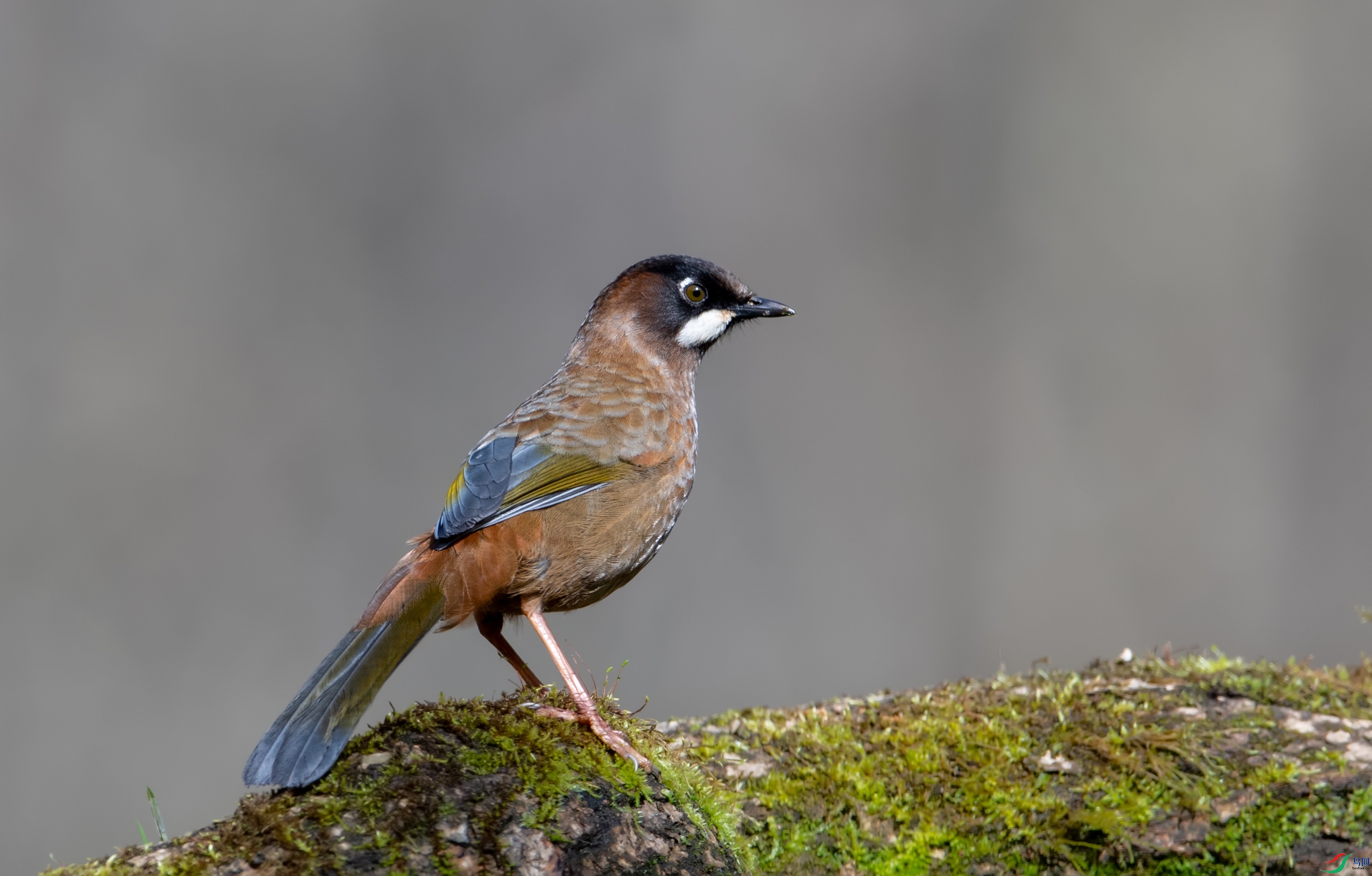 DSC_0644-1.jpg