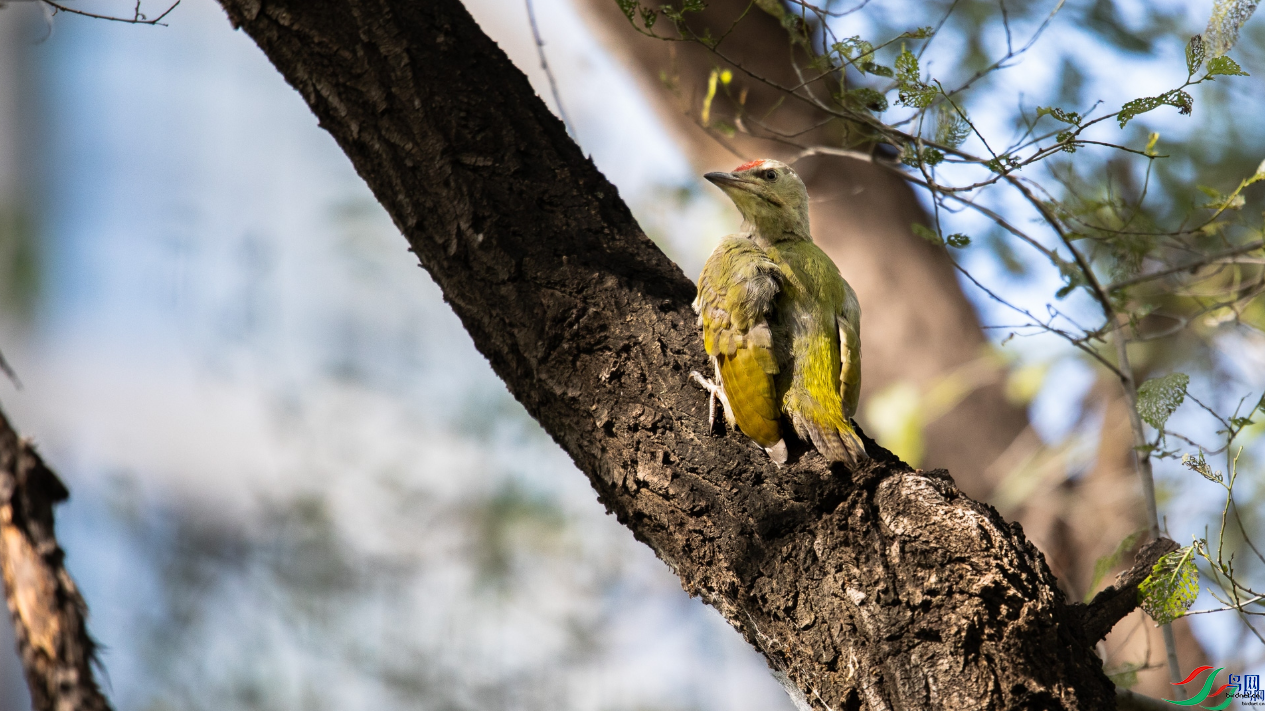 ������ľ��[�ٻ��Ա����]    lw88.png