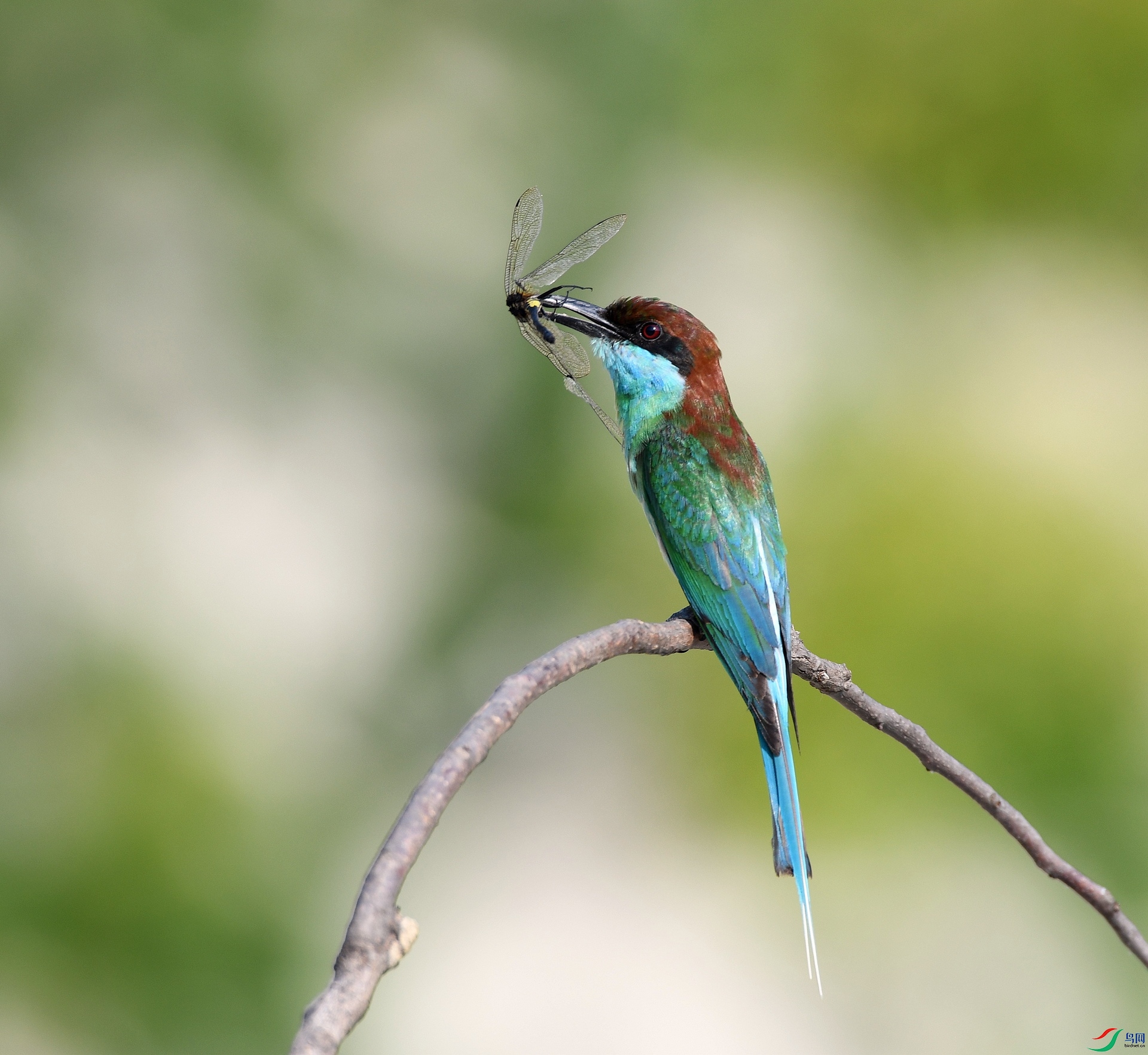 DSC_2948.jpg