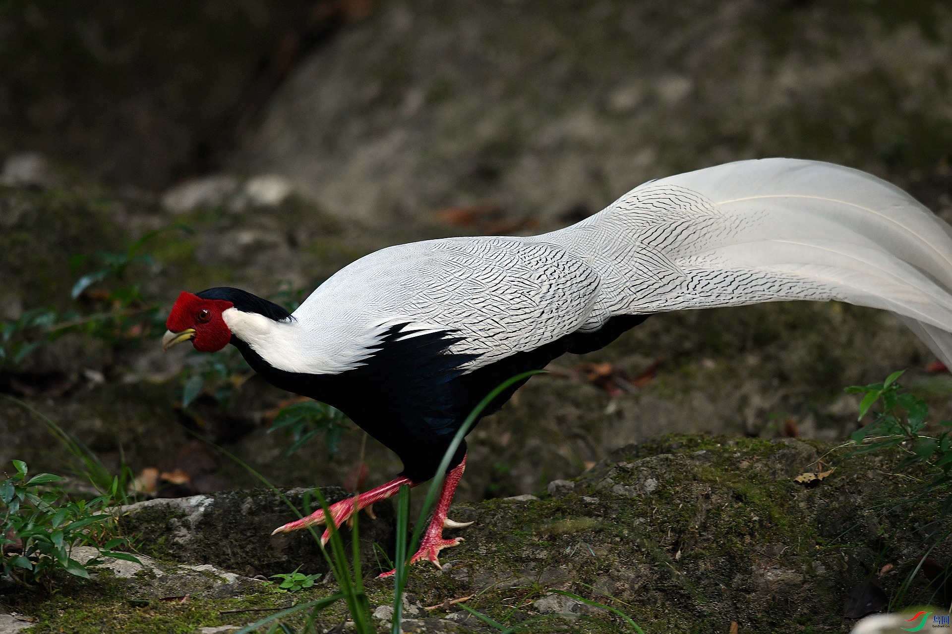 DSC_6115.jpg