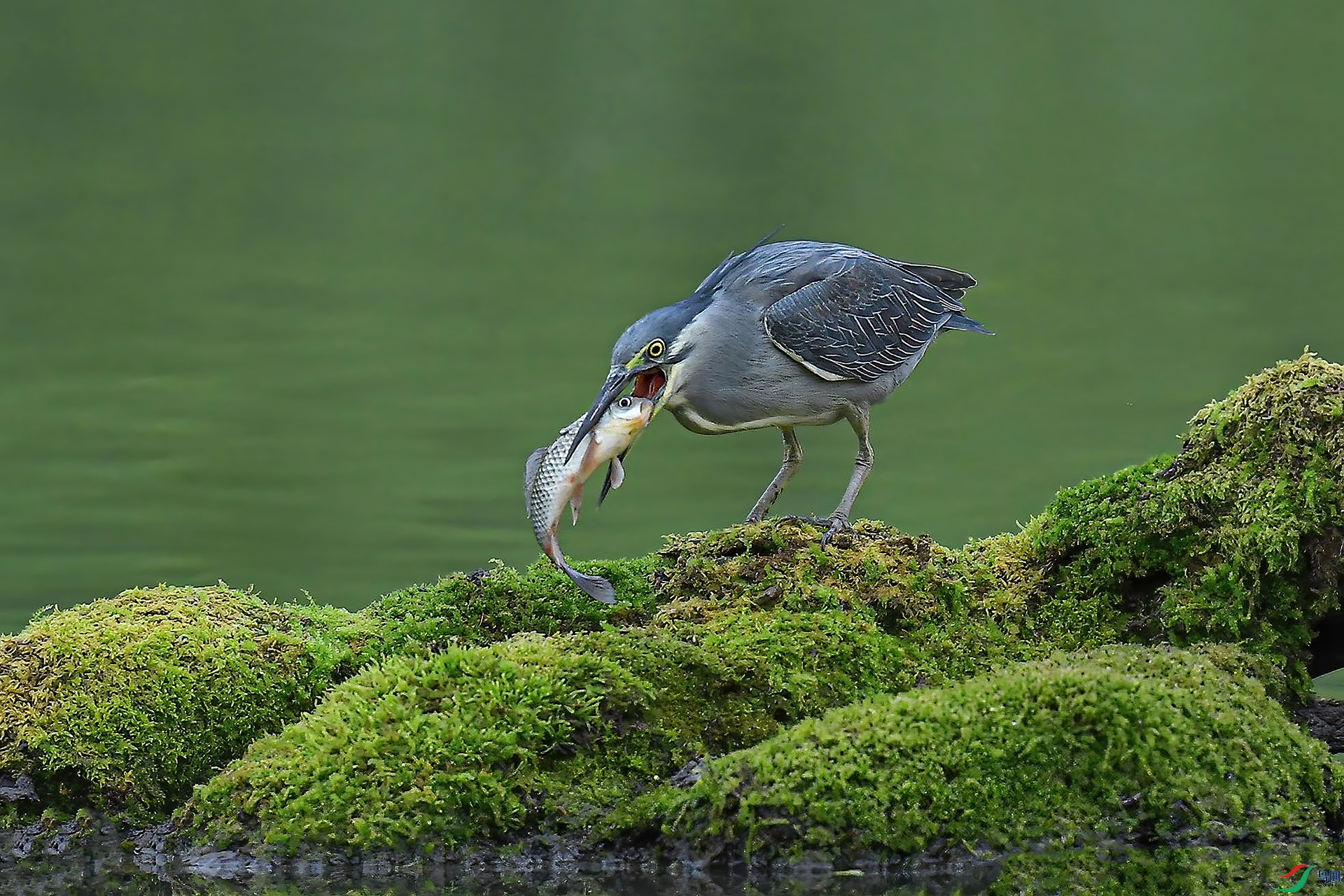 DSC_0247-1.jpg