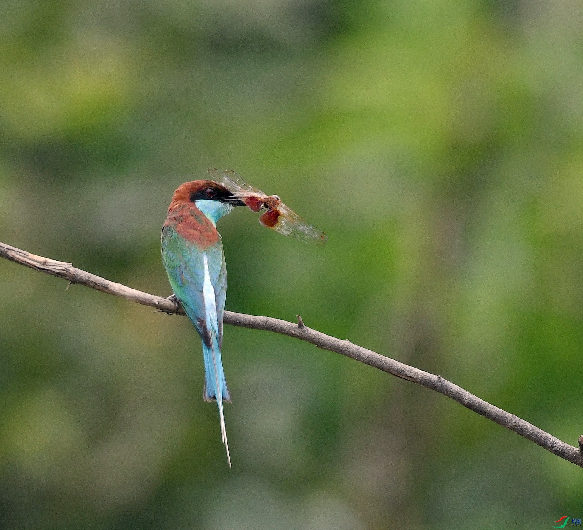 DSC_6445.jpg